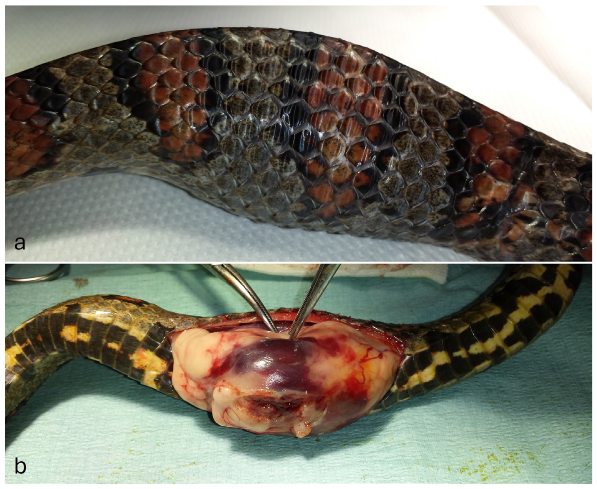 Animals 14 00874 g001