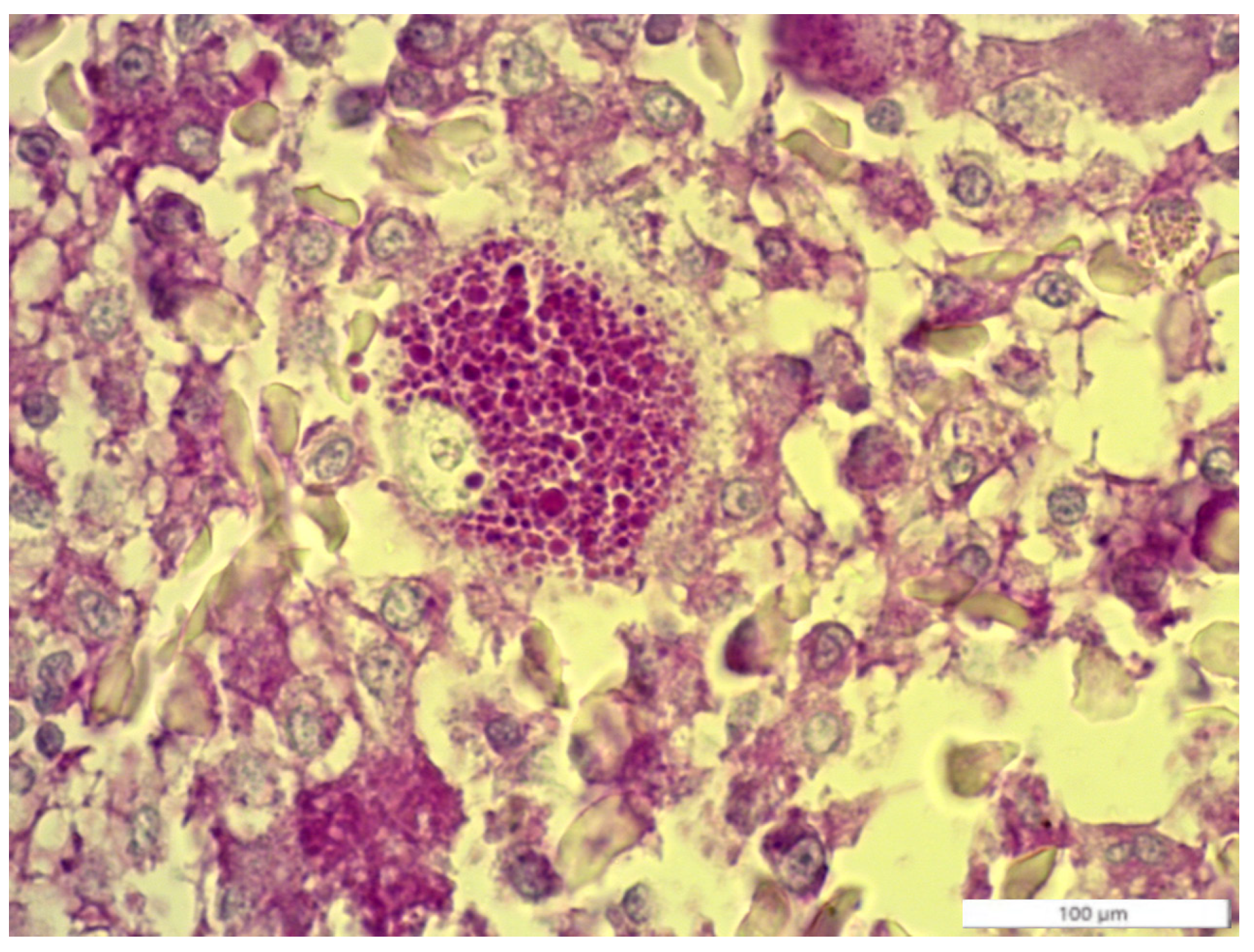 Animals 14 00874 g002