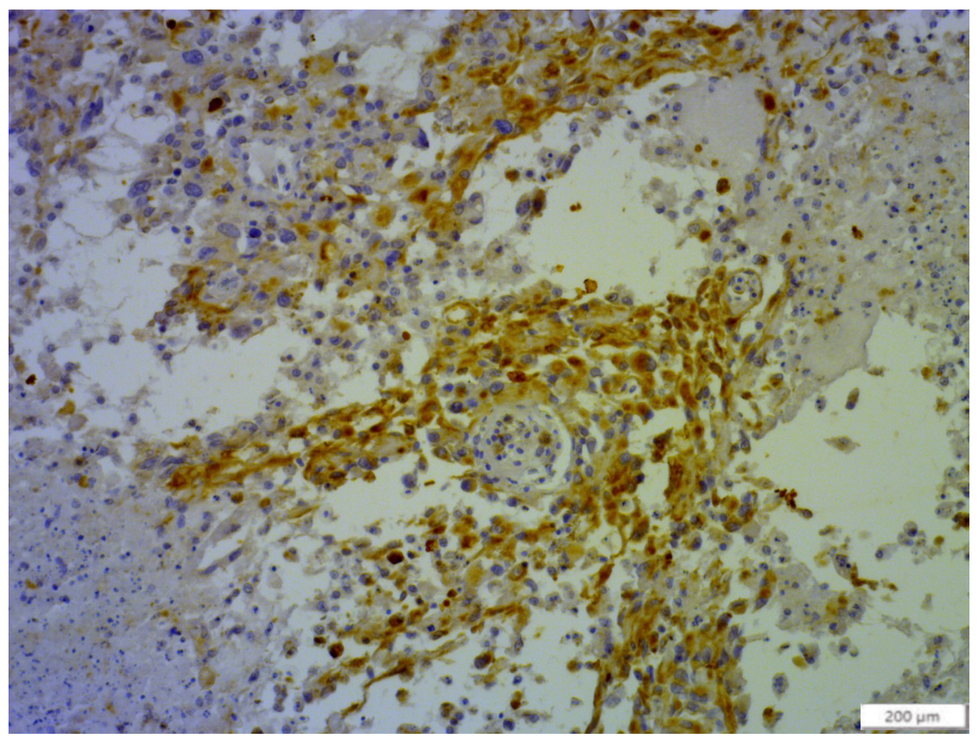 Animals 14 00874 g003