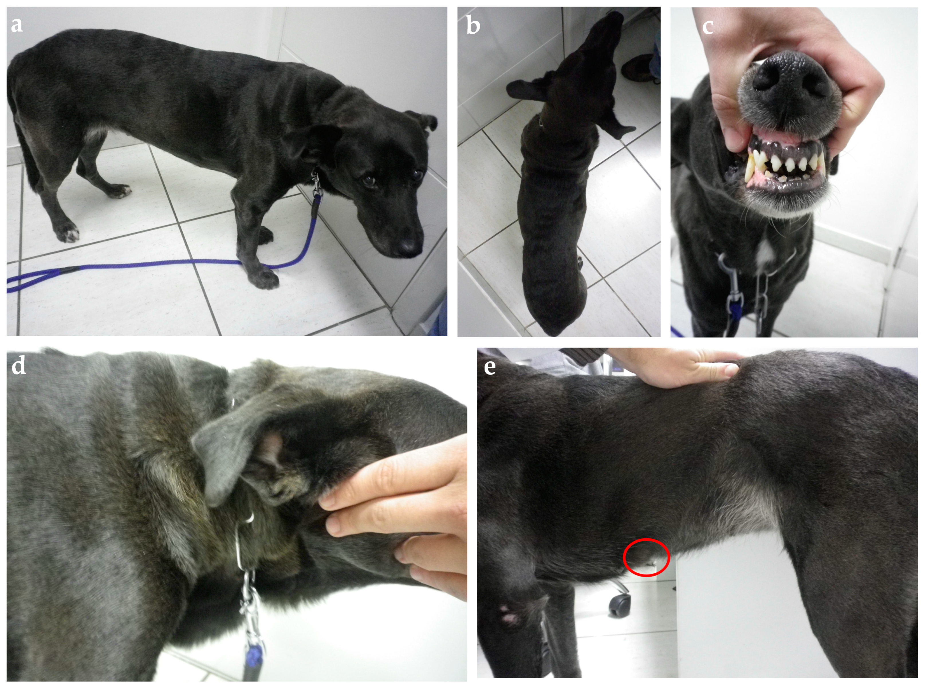 Animals 14 00890 g004