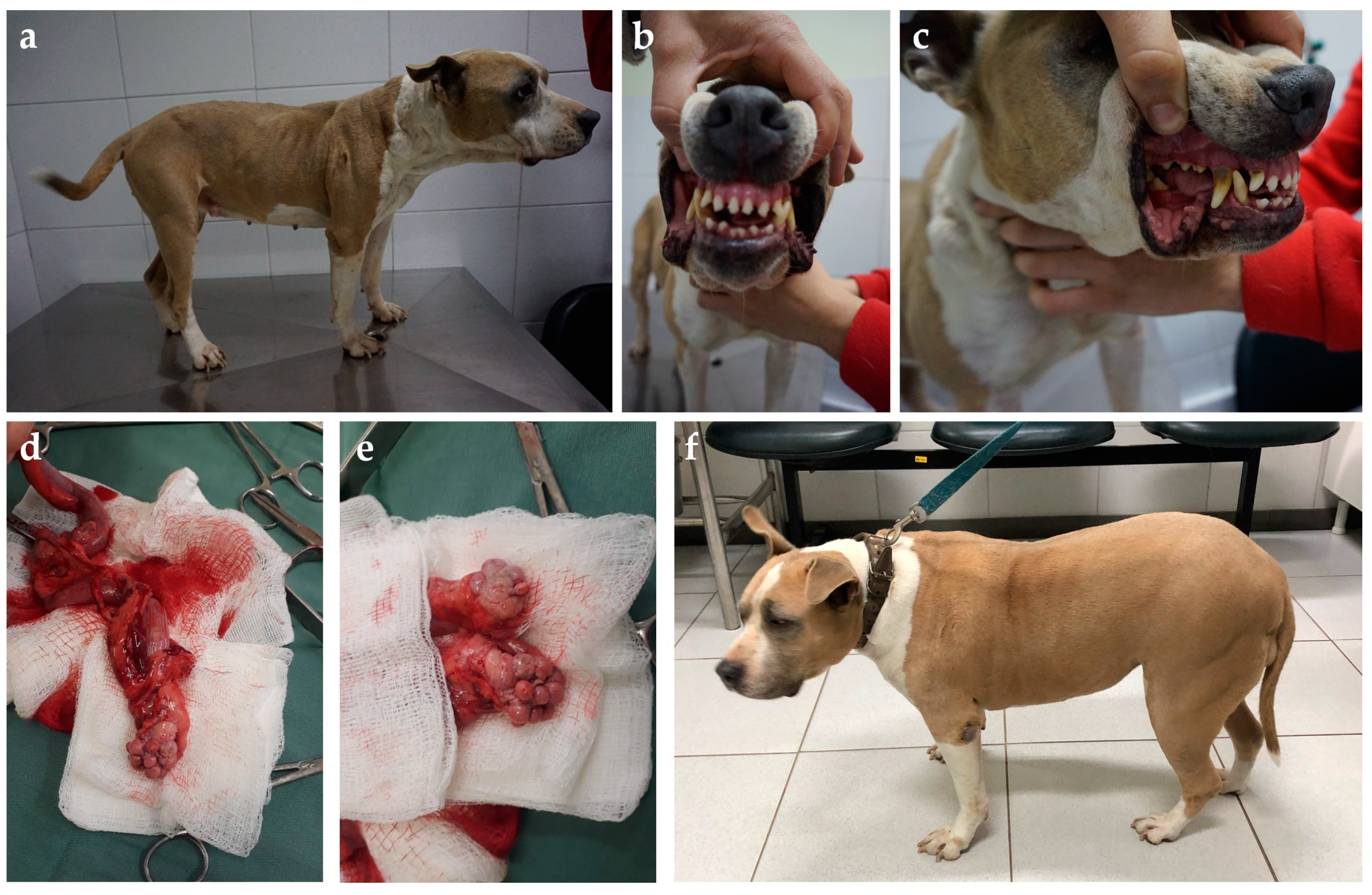 Animals 14 00890 g006