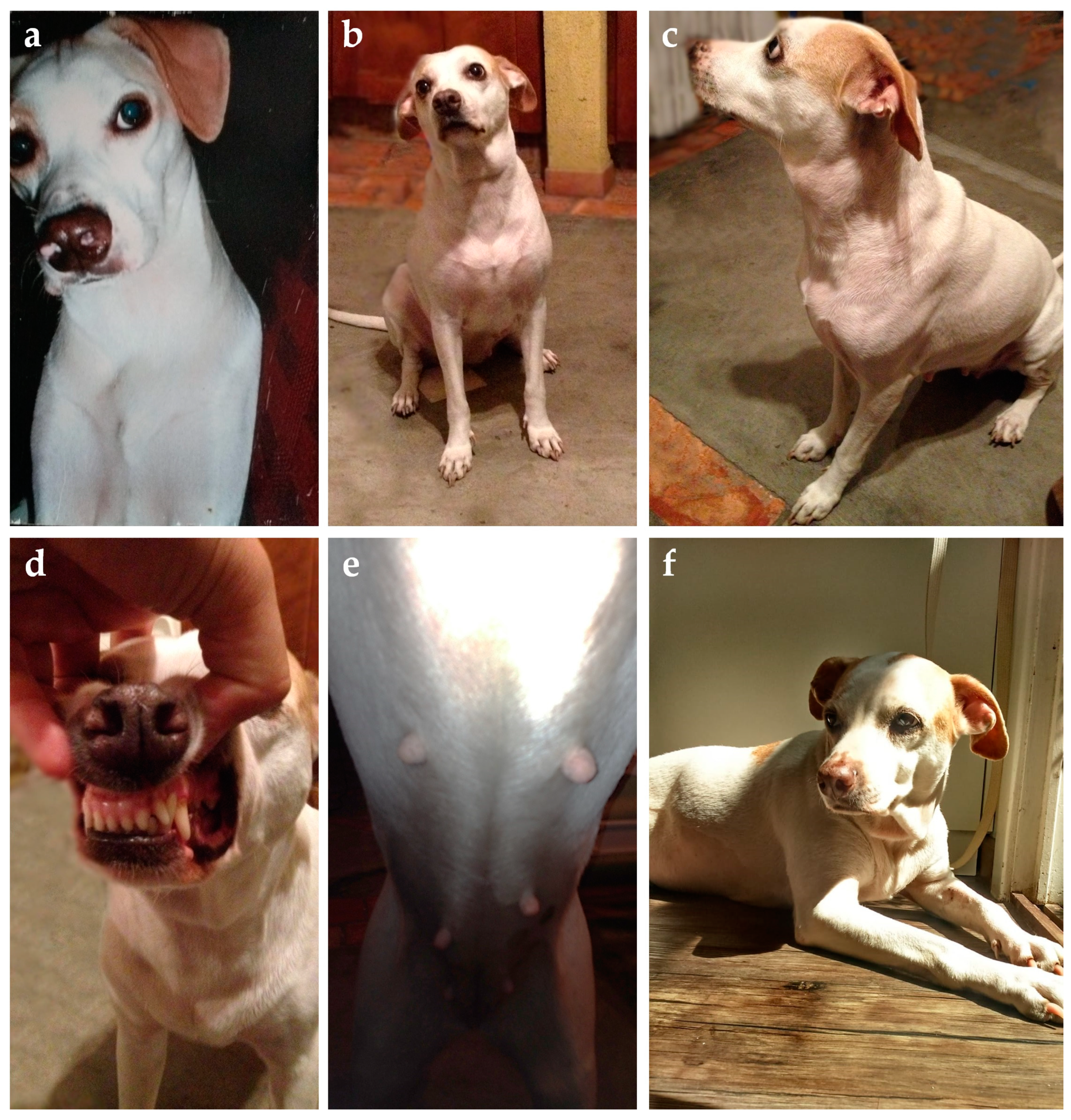 Animals 14 00890 g007