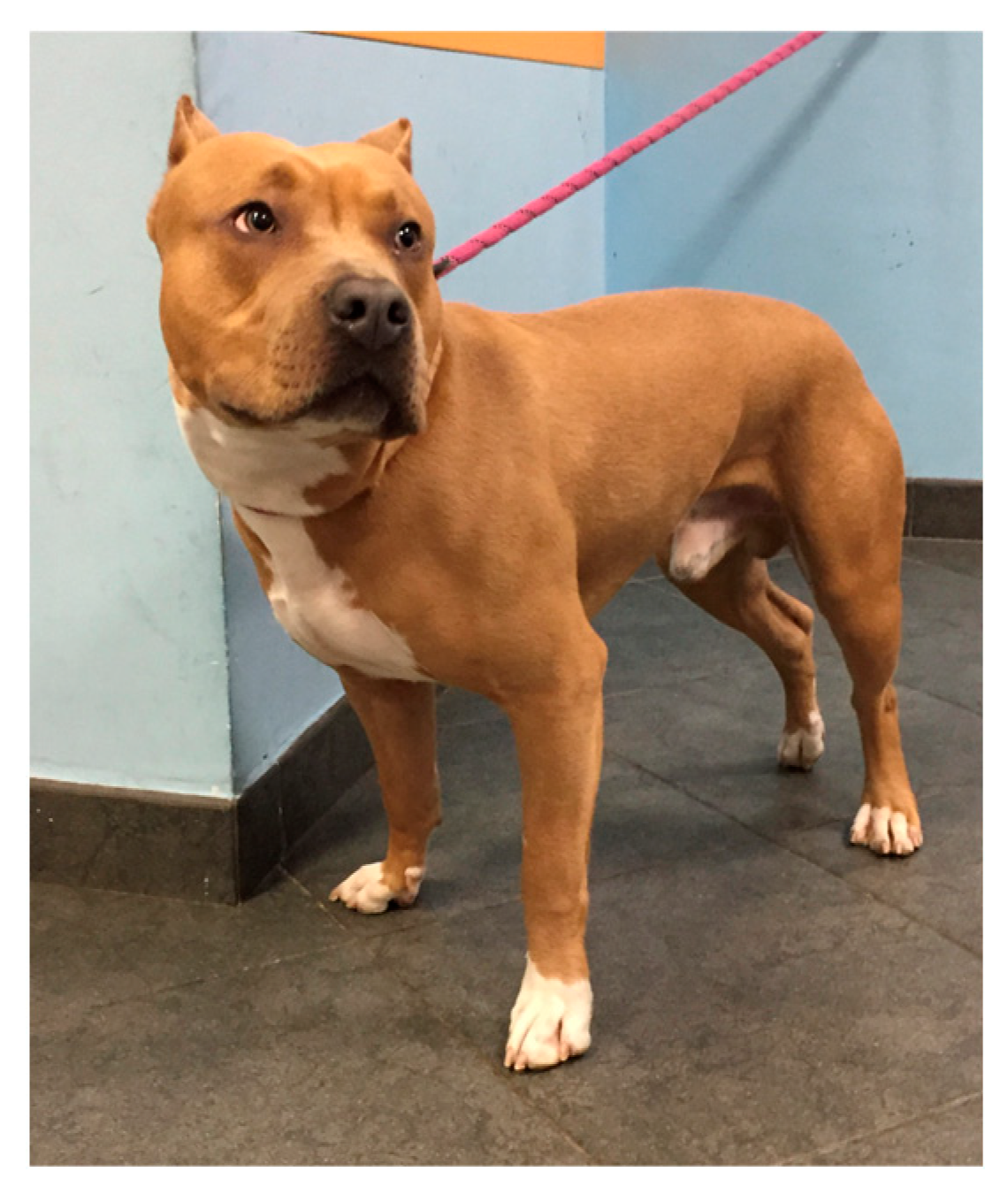 Animals 14 00909 g001