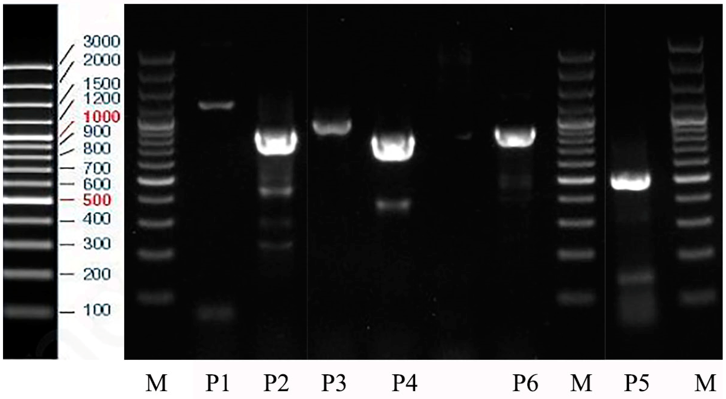 Animals 14 00978 g001