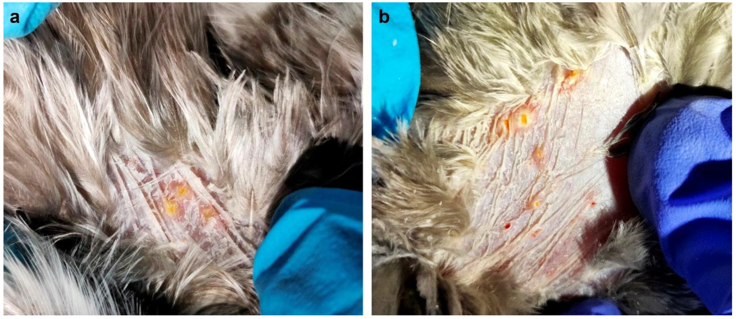 Animals 14 00980 g002