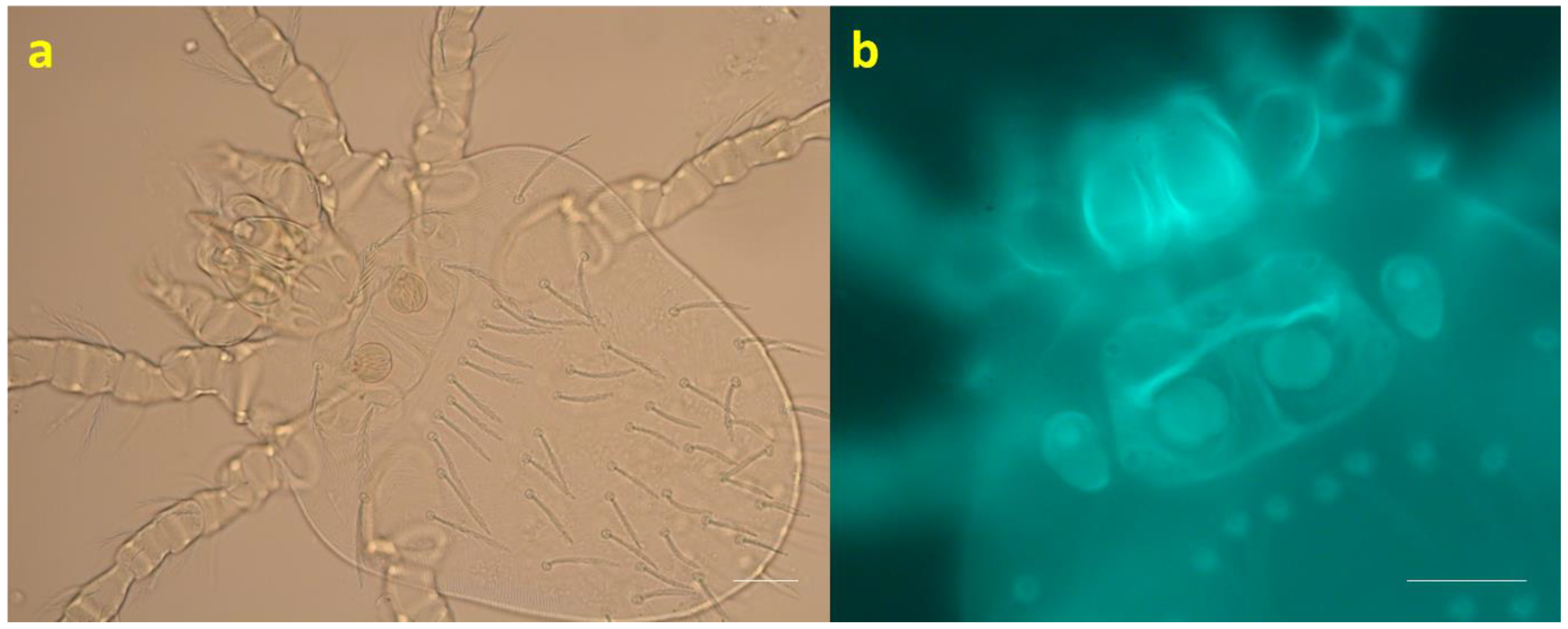 Animals 14 00980 g003