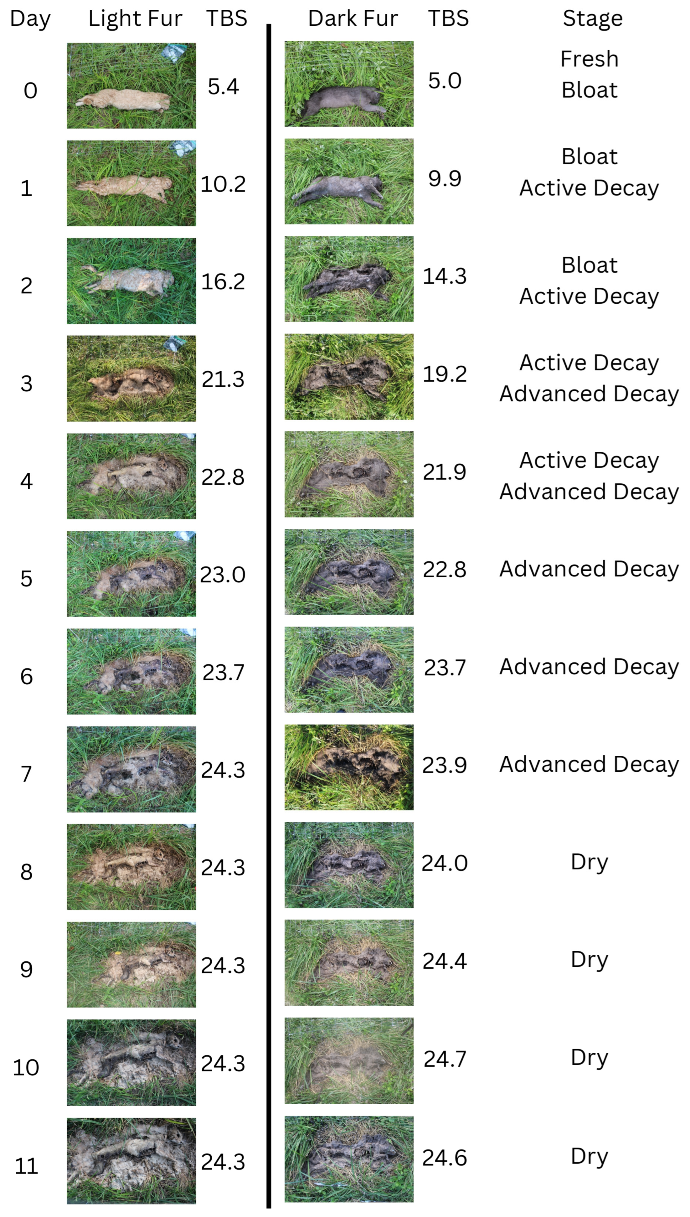 Animals 14 00996 g004