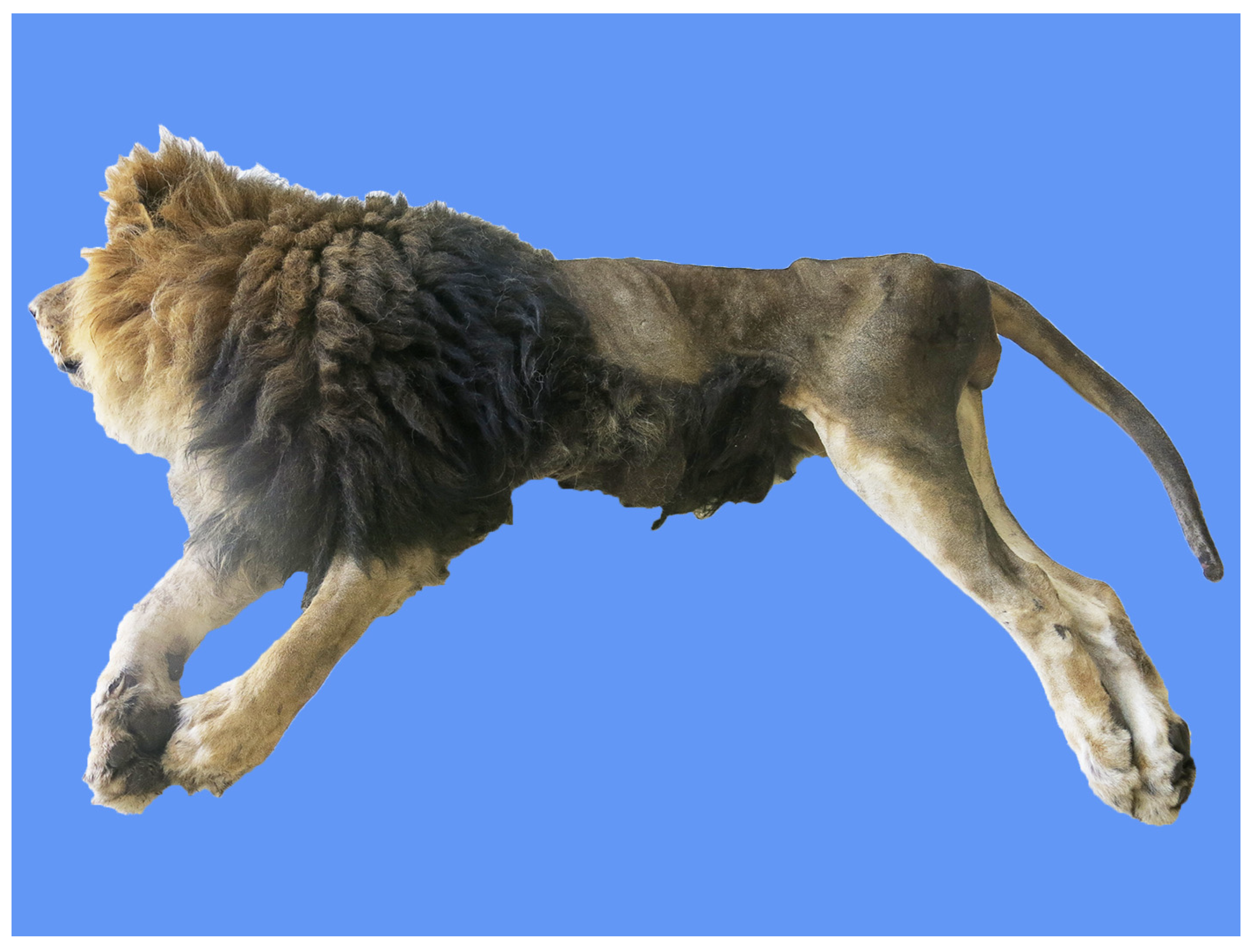 Animals 14 01011 g001