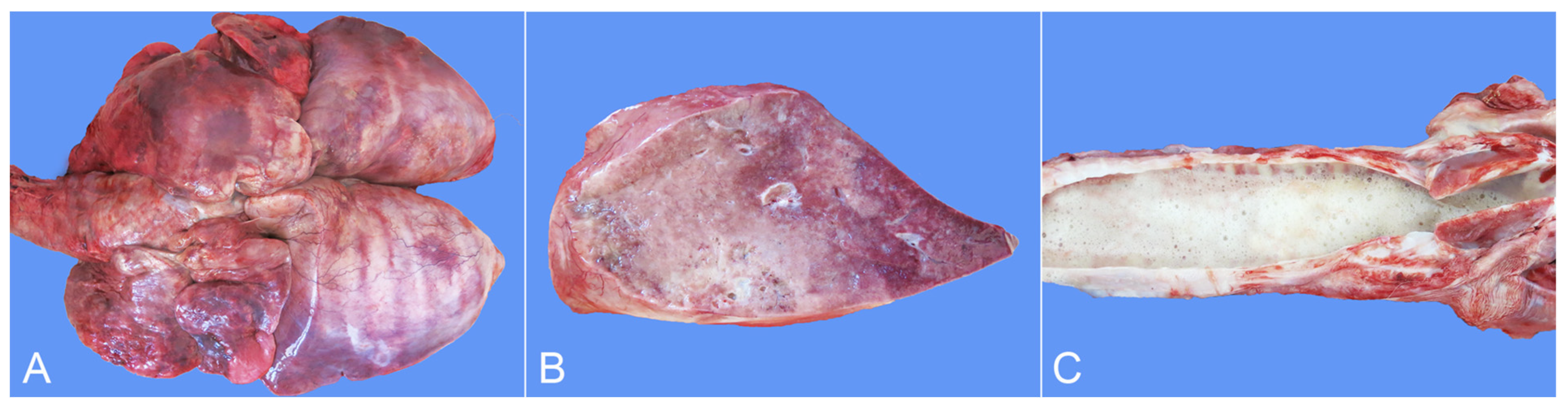 Animals 14 01011 g002