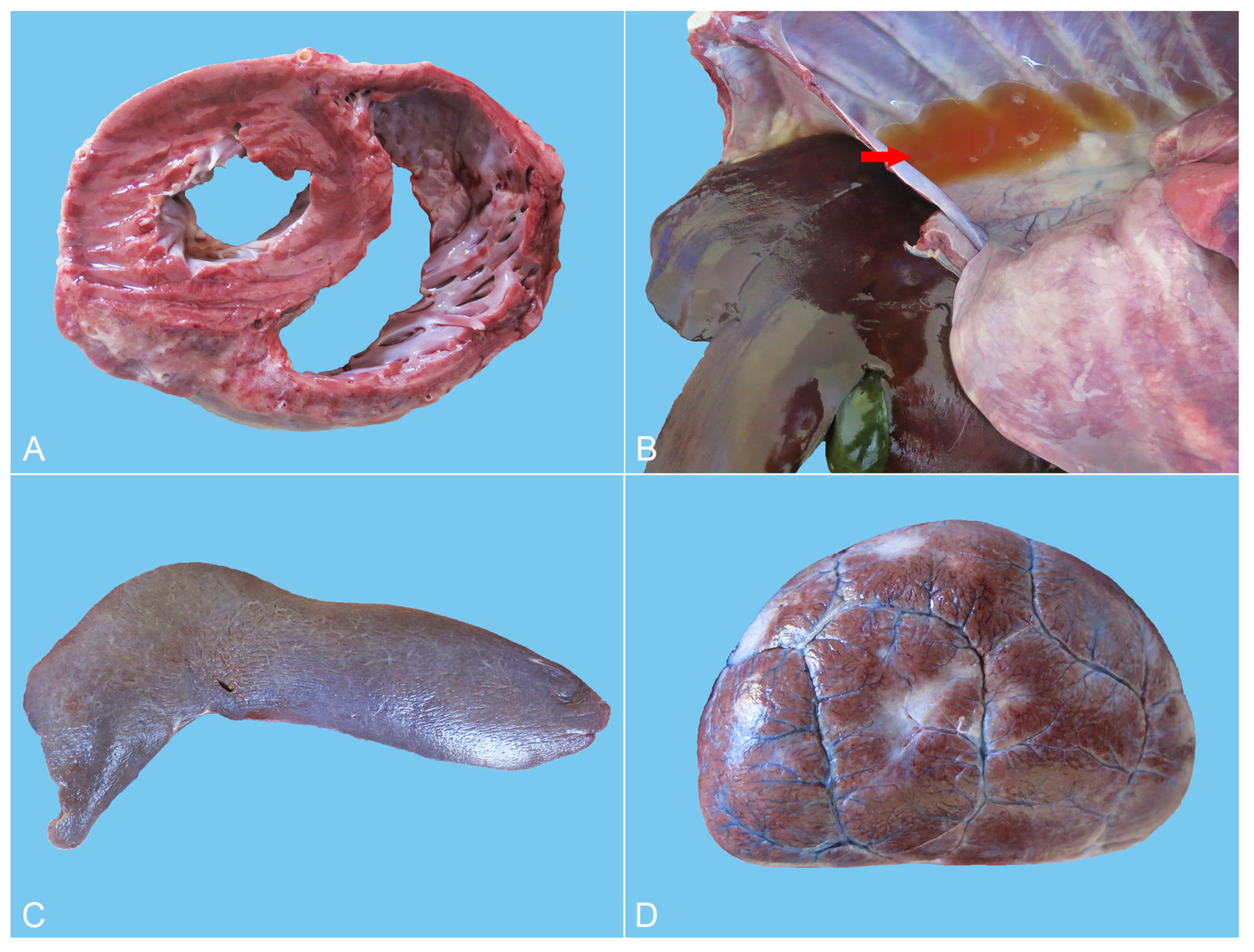 Animals 14 01011 g003