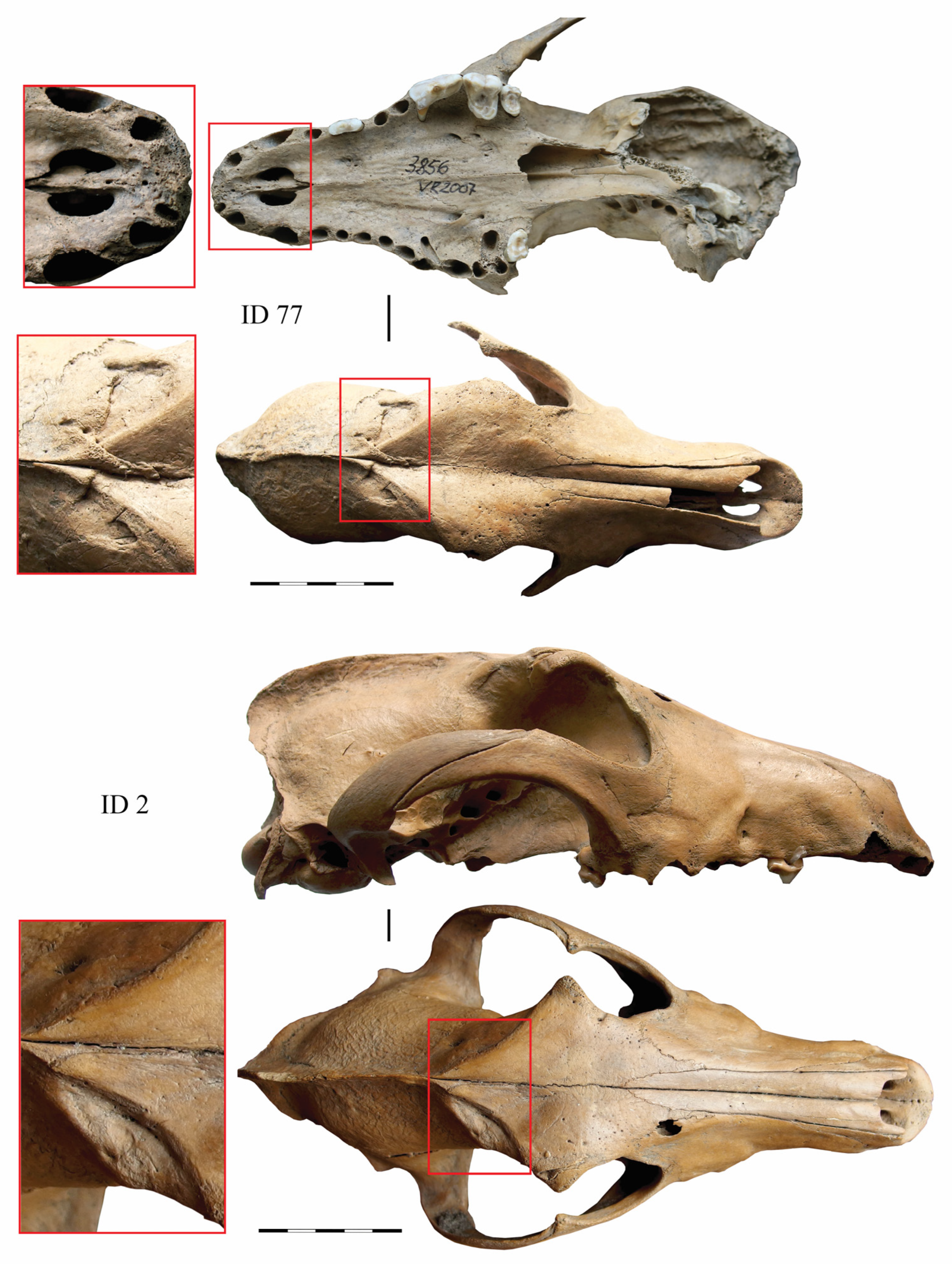 Animals 14 01023 g006