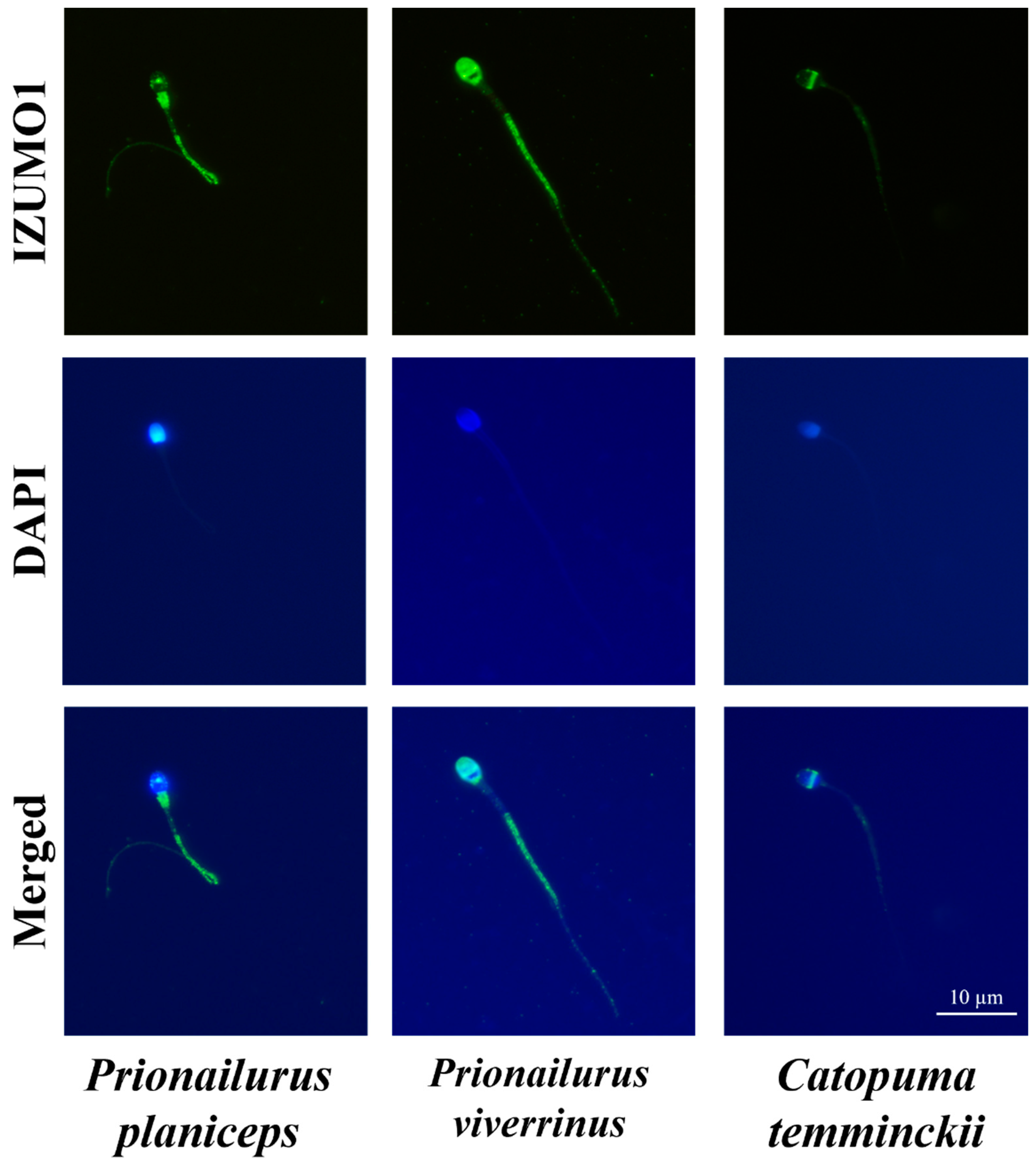 Animals 14 01027 g005 Animals 14 01027 g005