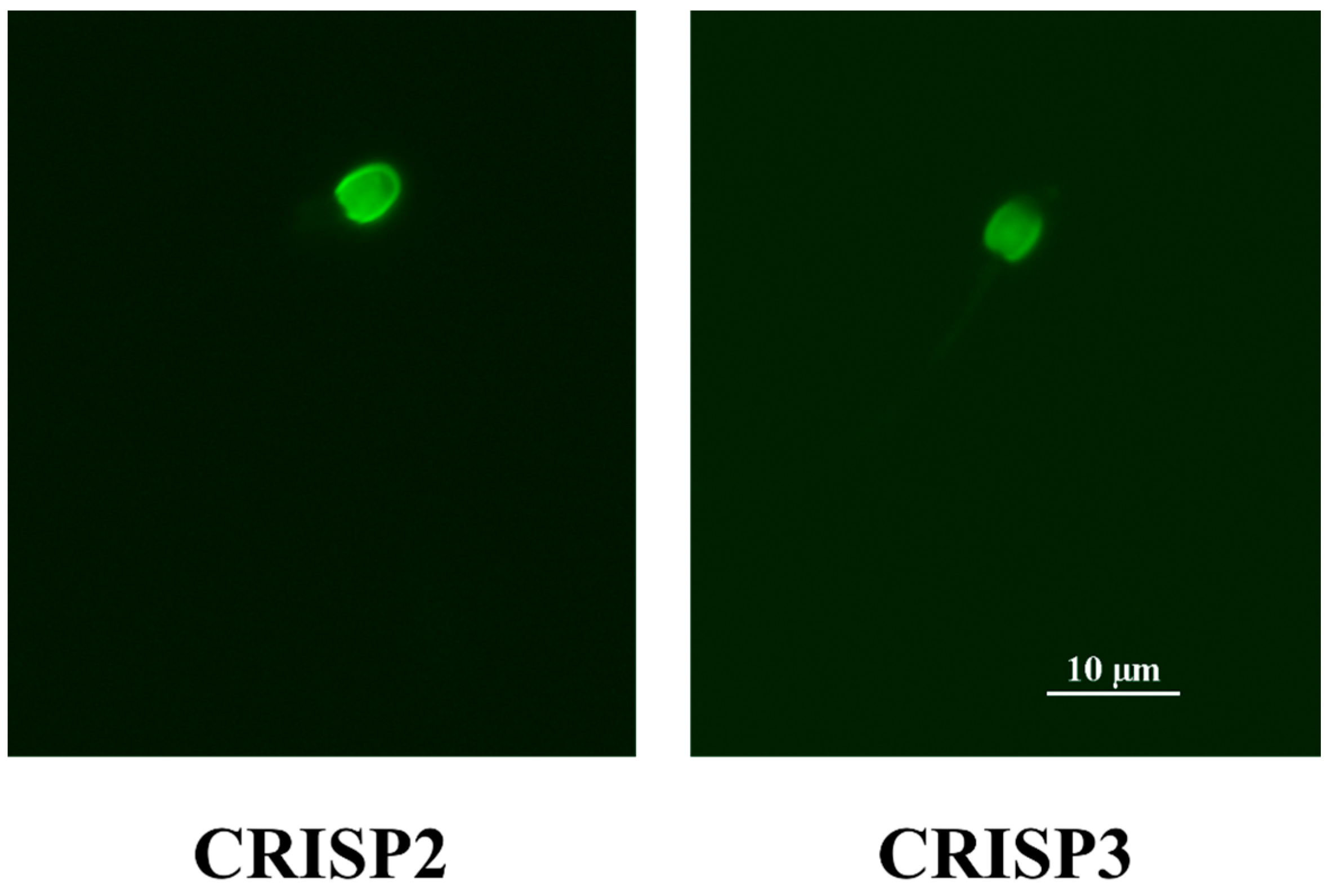 Animals 14 01027 g006 Animals 14 01027 g006