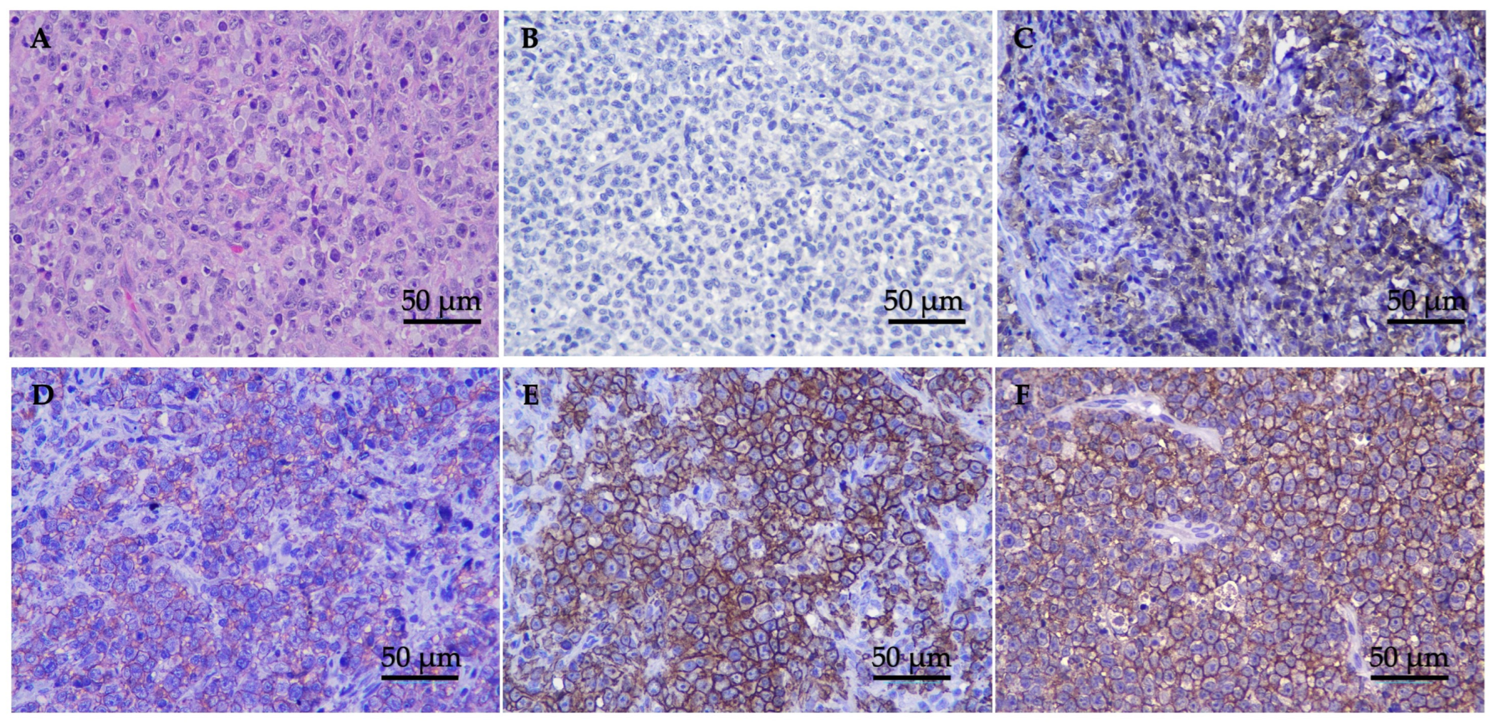 Animals 14 01043 g001