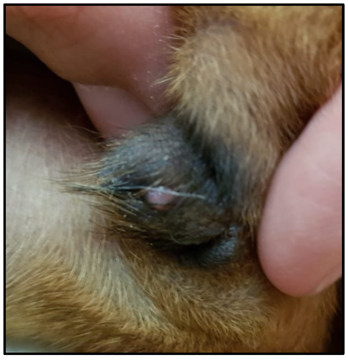 Animals 14 01049 g001 Animals 14 01049 g001