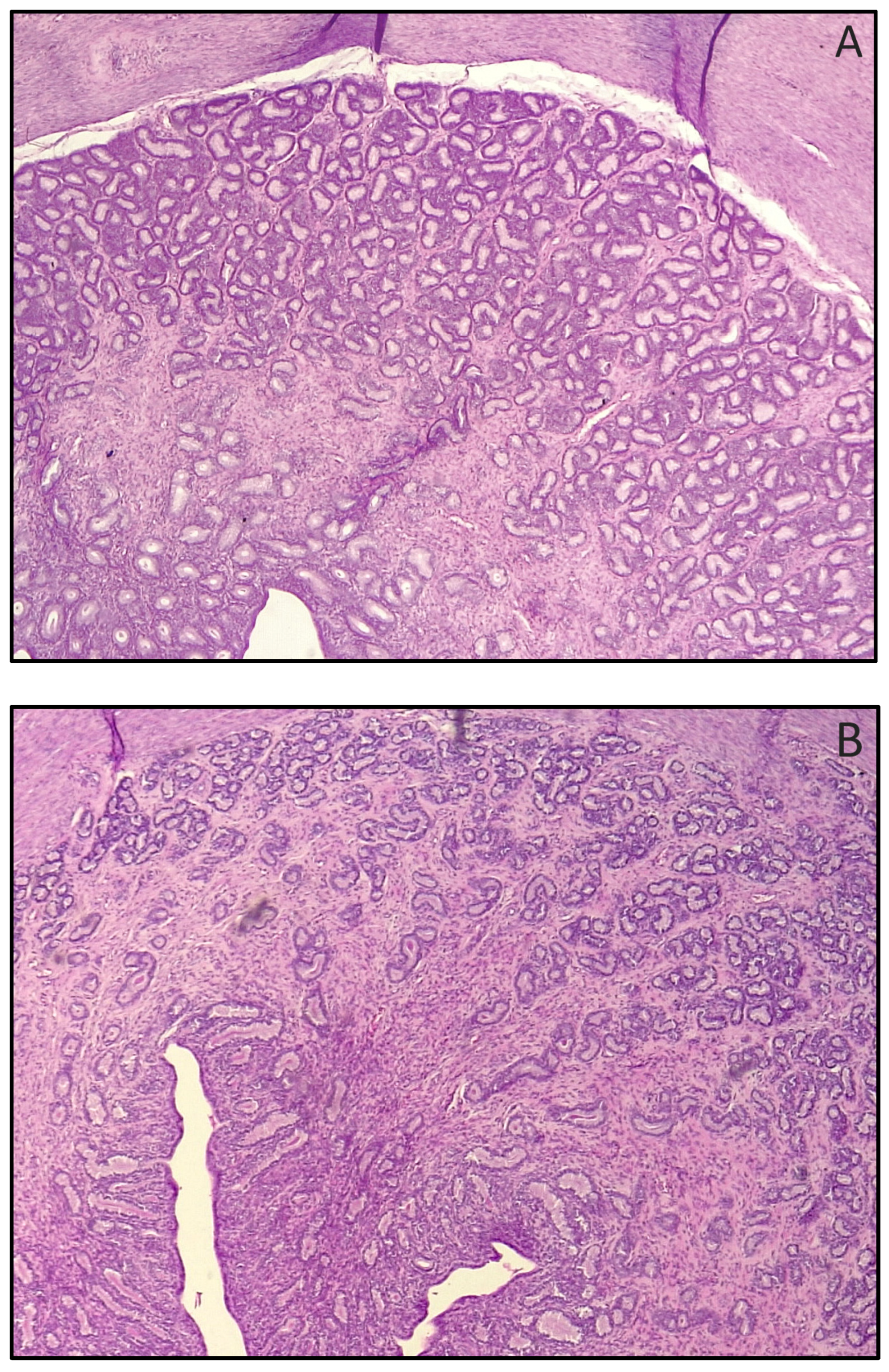 Animals 14 01049 g002 Animals 14 01049 g002