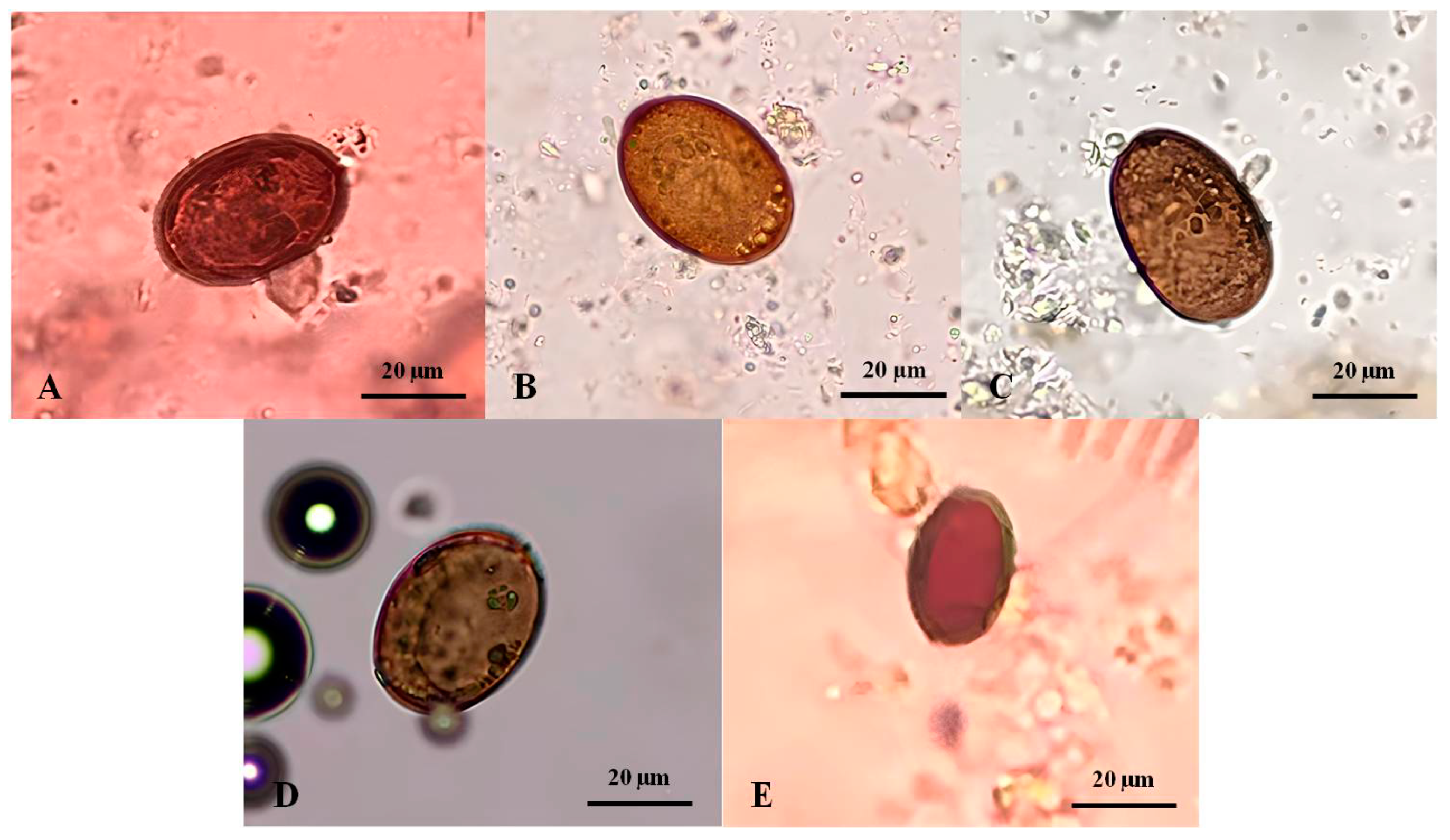 Animals 14 01065 g002 Animals 14 01065 g002