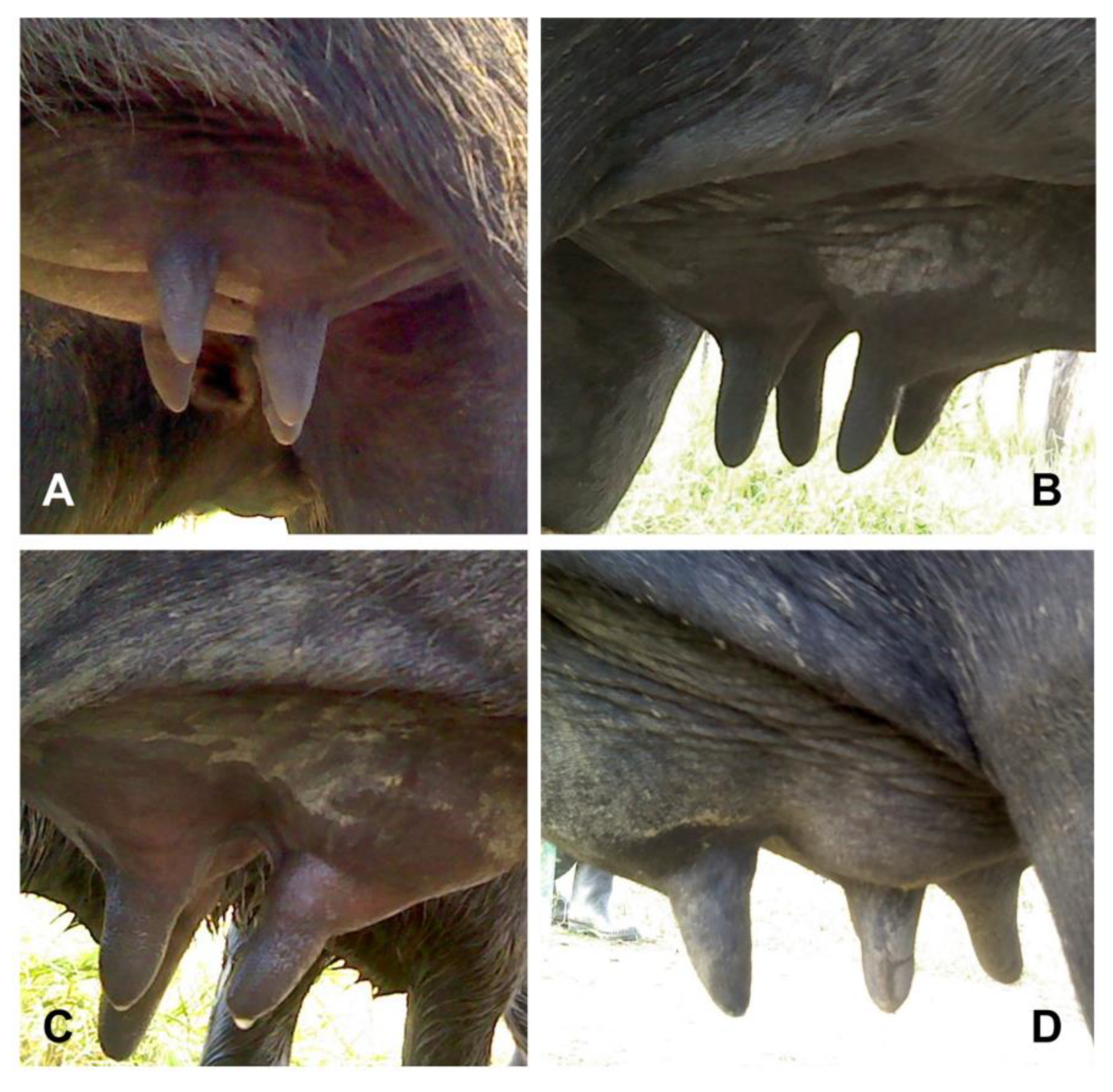 Animals 14 01066 g002