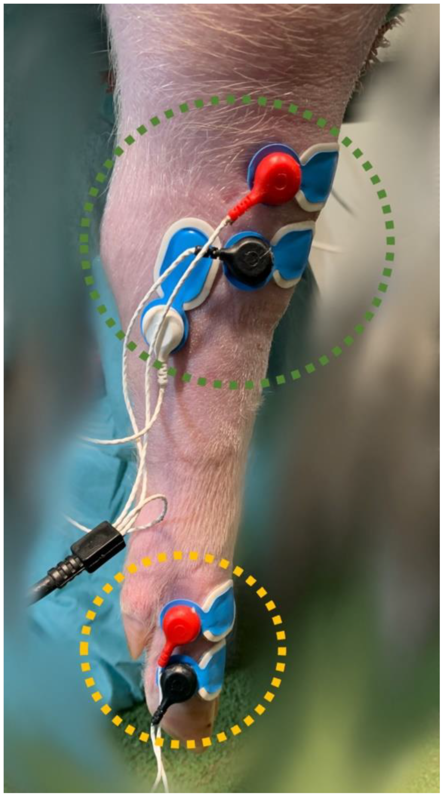 Animals 14 01081 g001