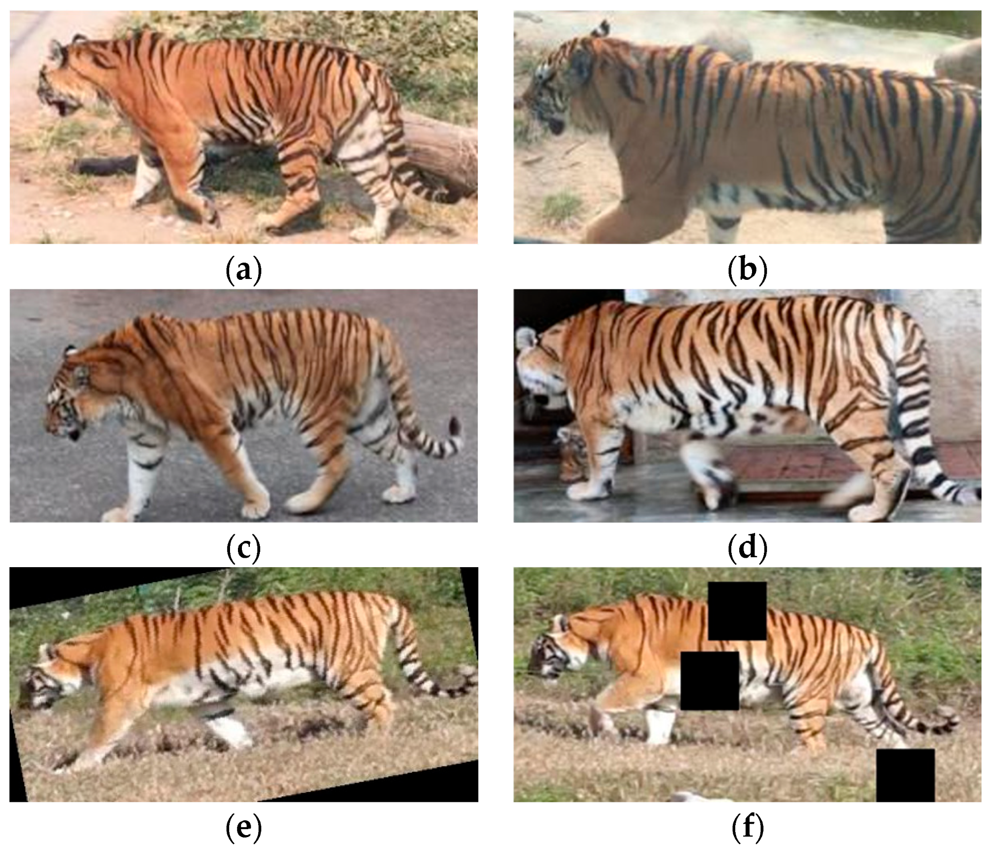 Animals 14 01106 g001