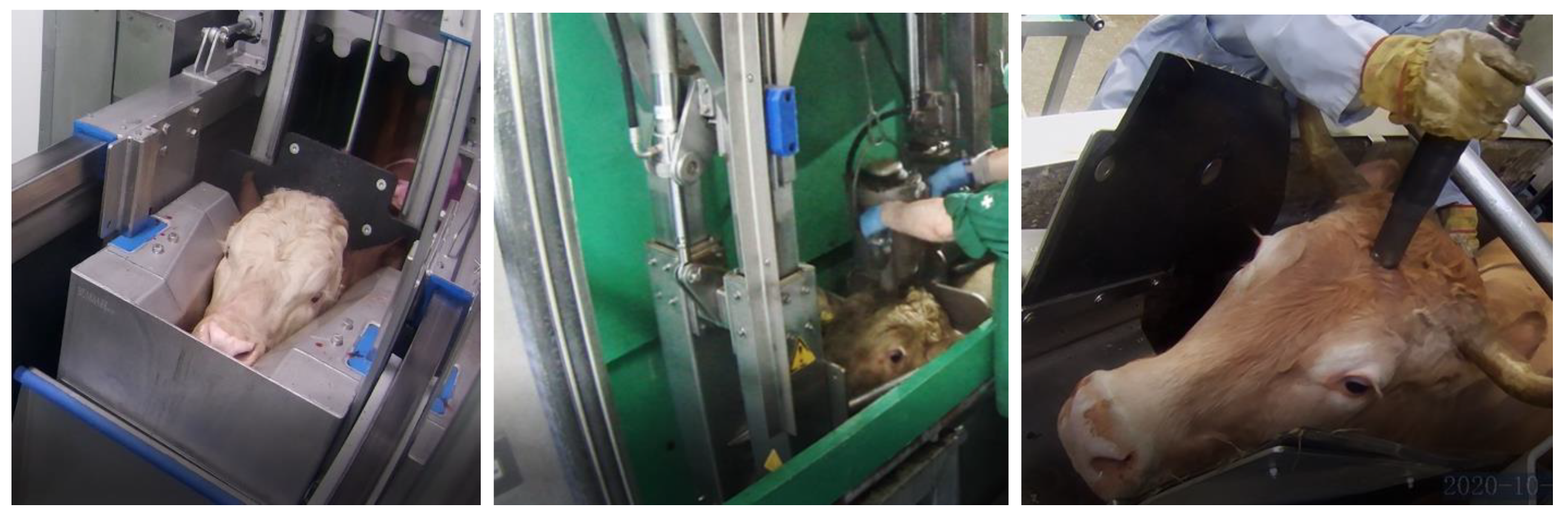 Animals 14 01112 g001