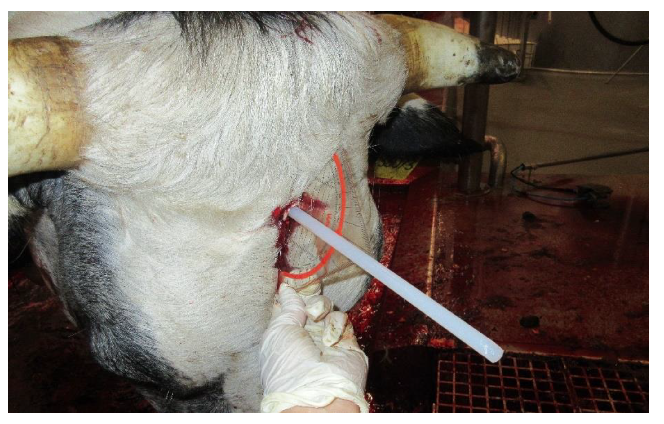 Animals 14 01112 g002