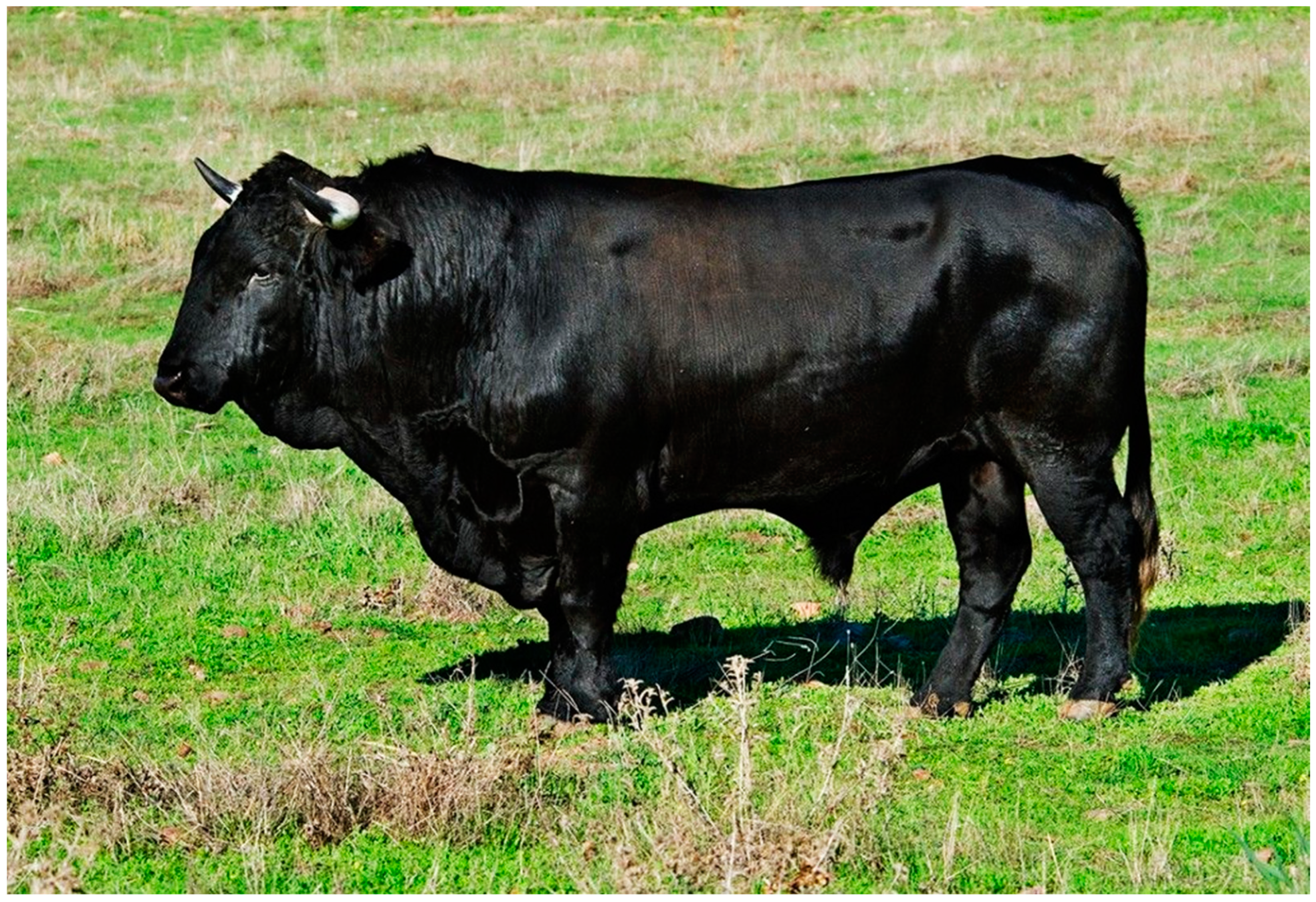 Animals 14 01131 g002