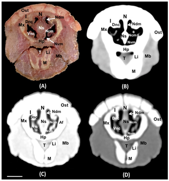 Animals 14 01135 g006