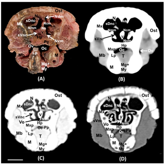 Animals 14 01135 g008
