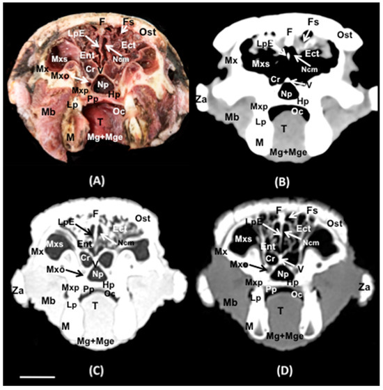 Animals 14 01135 g009