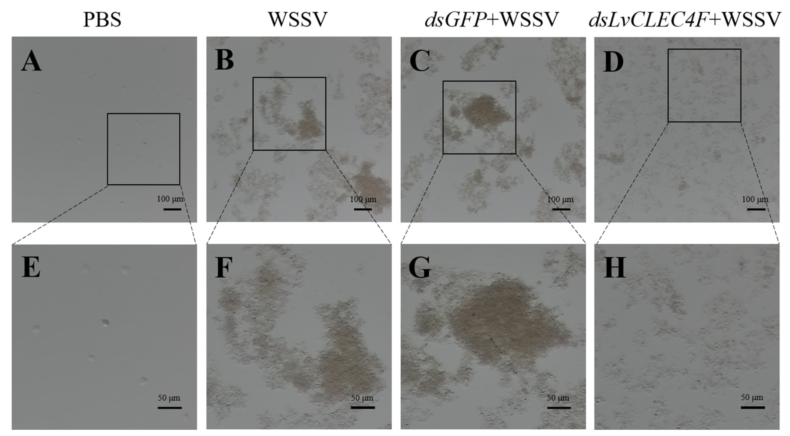 Animals 14 01137 g007 Animals 14 01137 g007