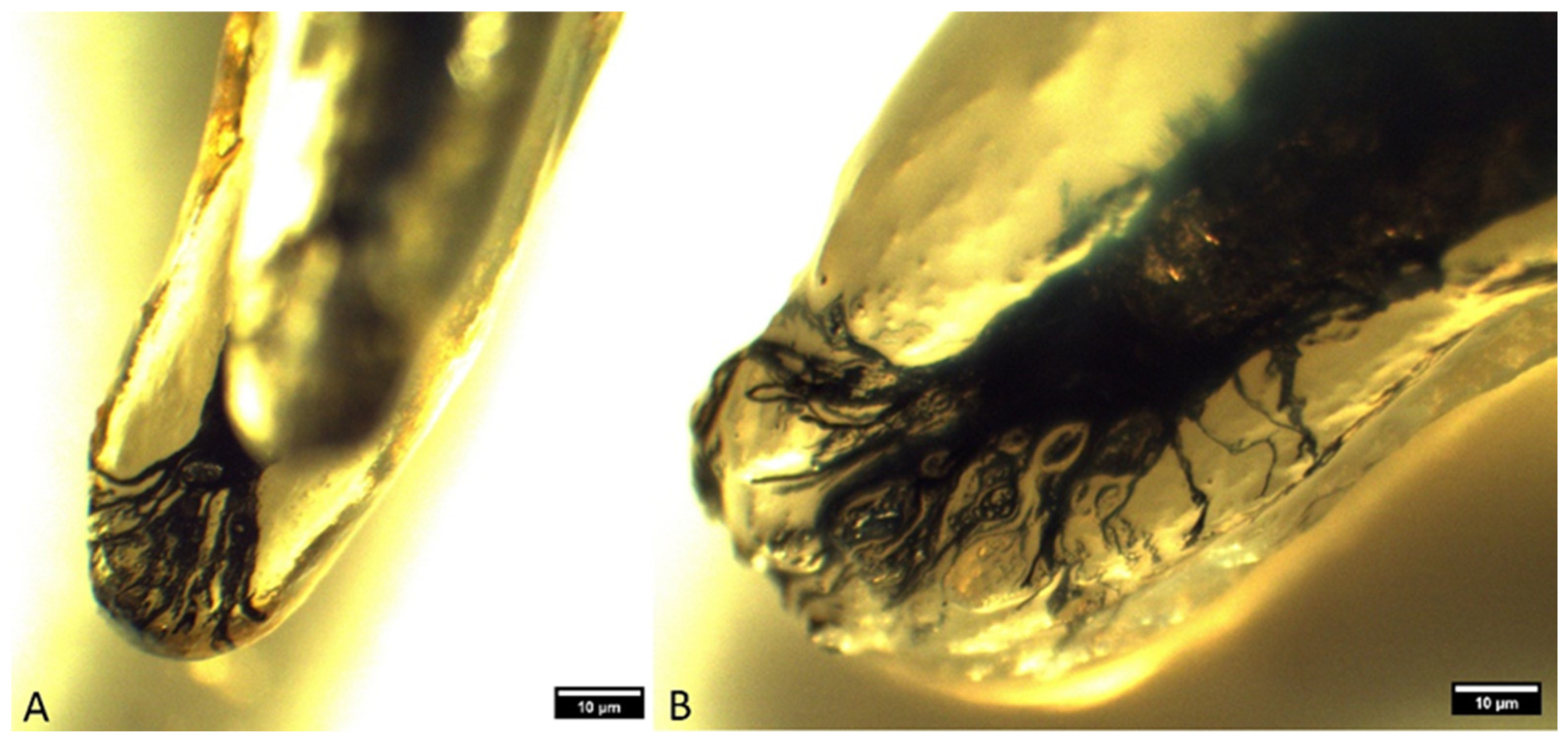 Animals 14 01138 g005