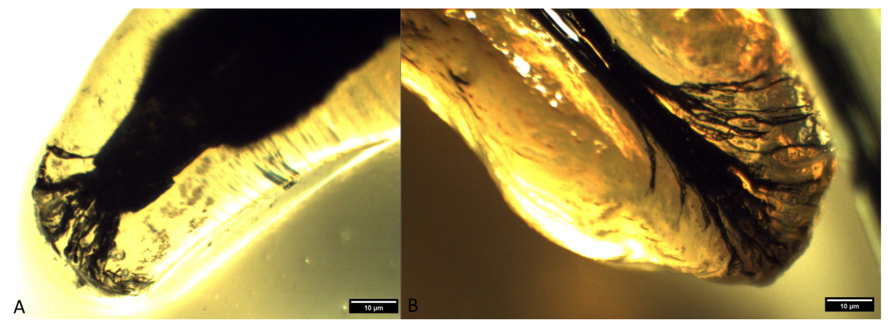 Animals 14 01138 g006