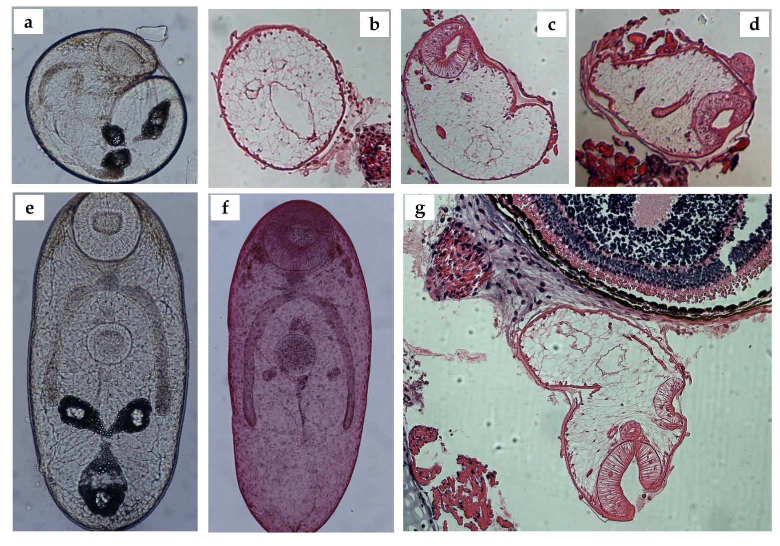 Animals 14 01154 g005