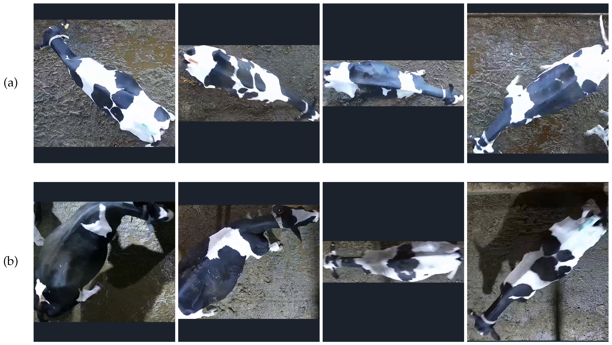 Animals 14 01175 g002