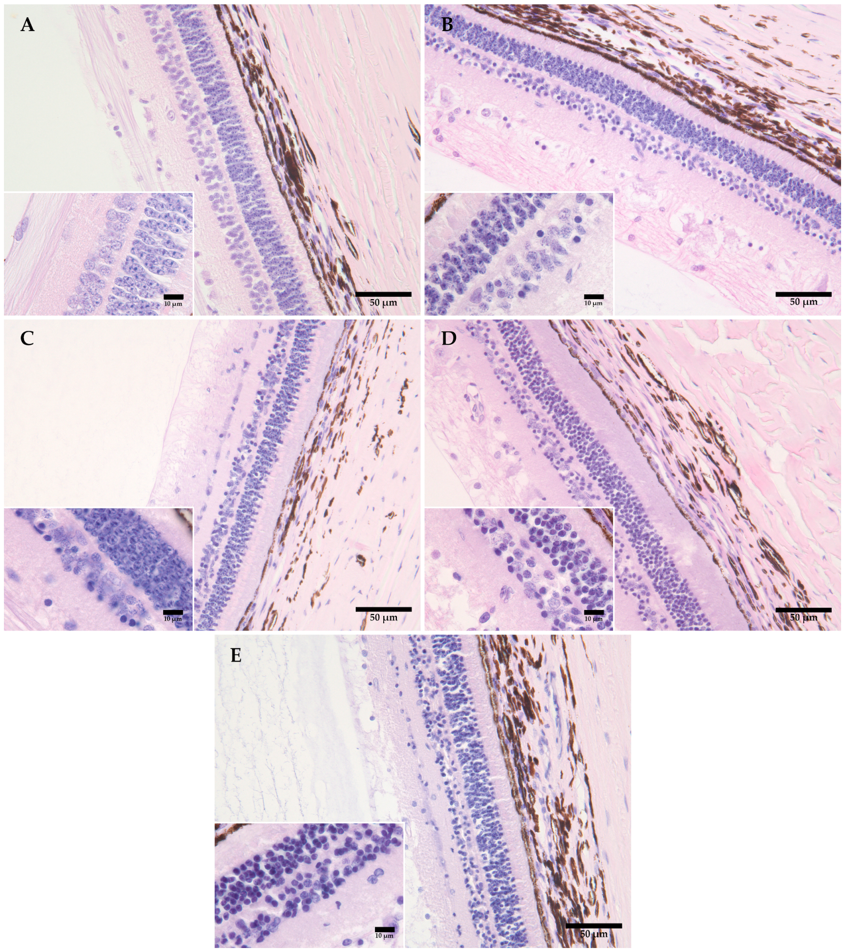 Animals 14 01190 g001