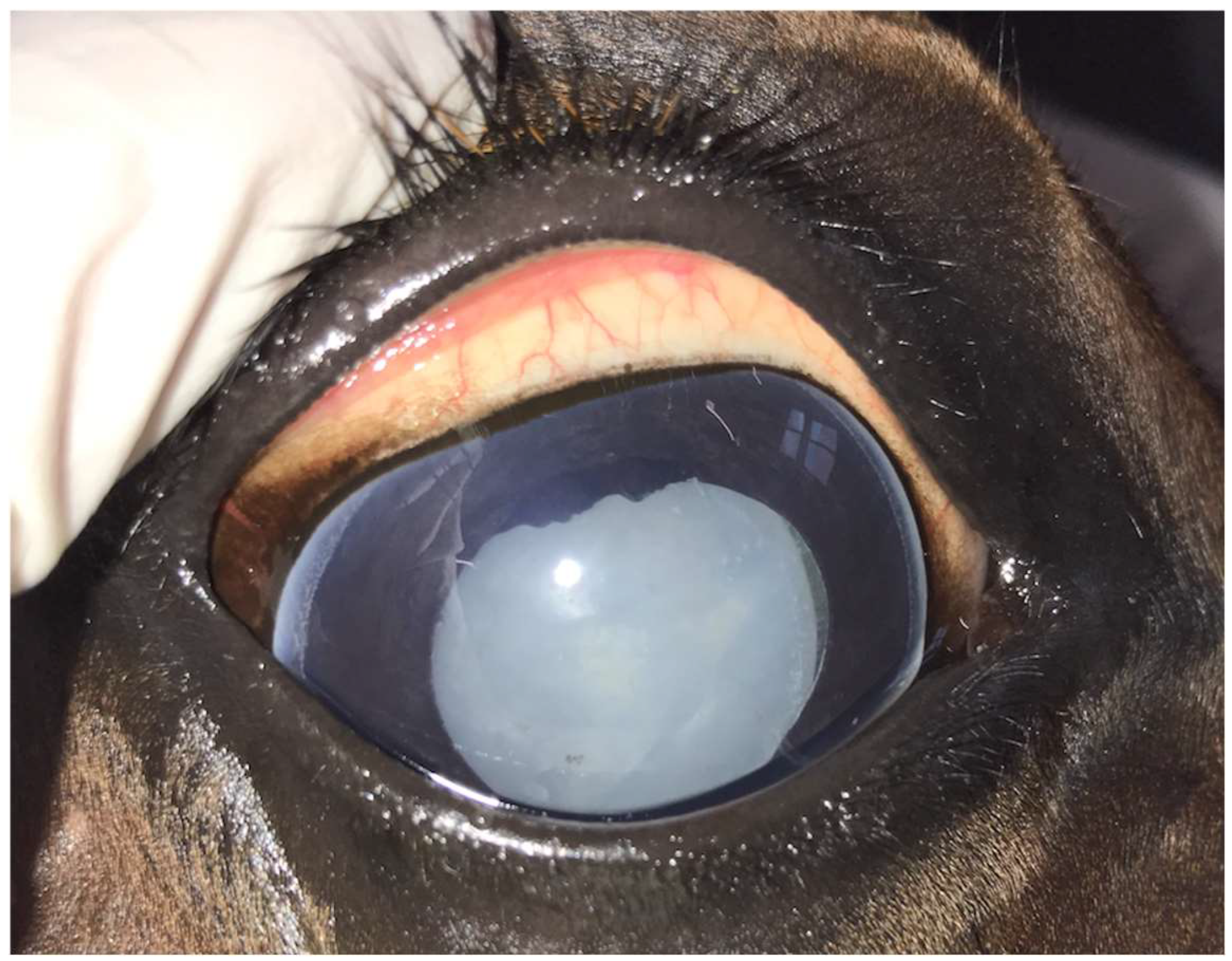 Animals 14 01192 g001