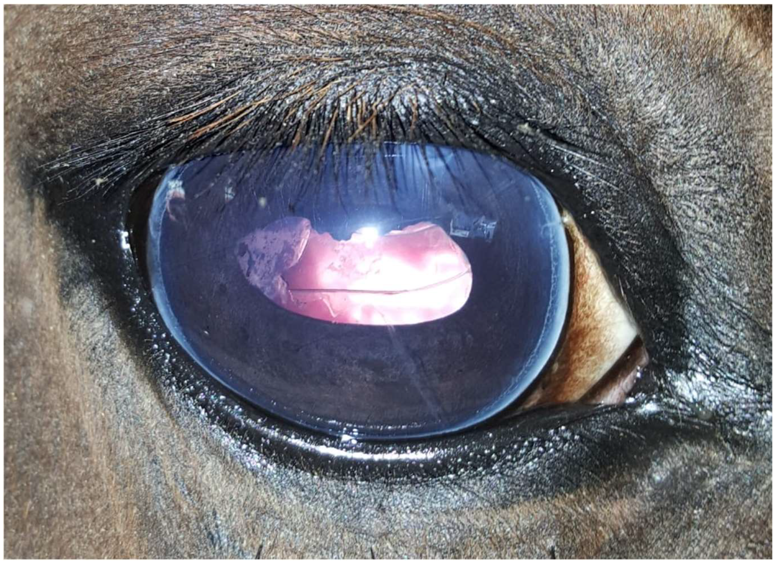 Animals 14 01192 g003