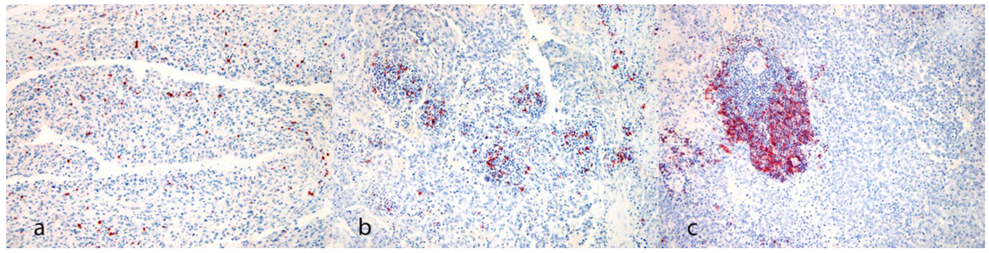 Animals 14 01224 g002