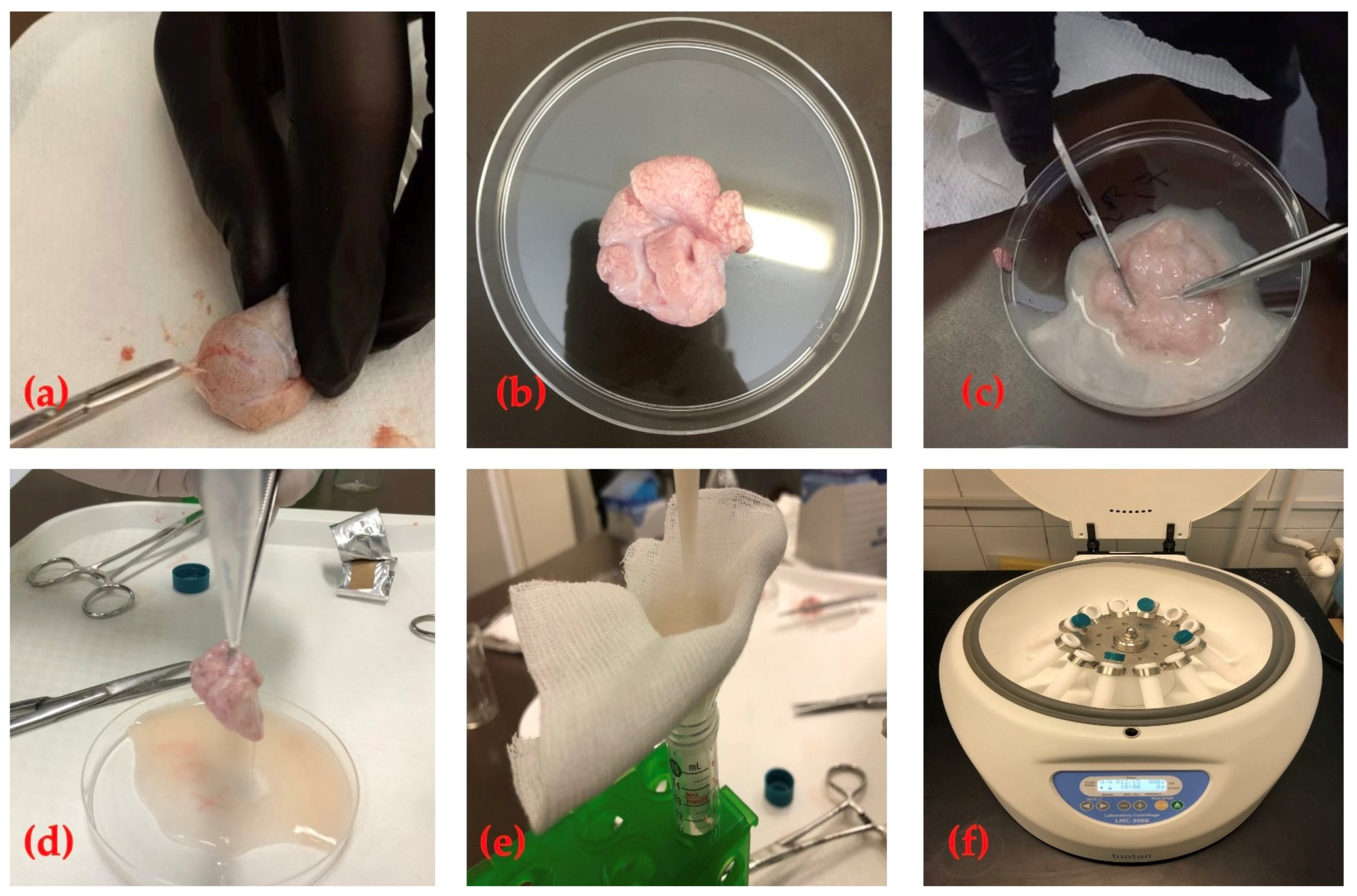 Animals 14 01237 g001