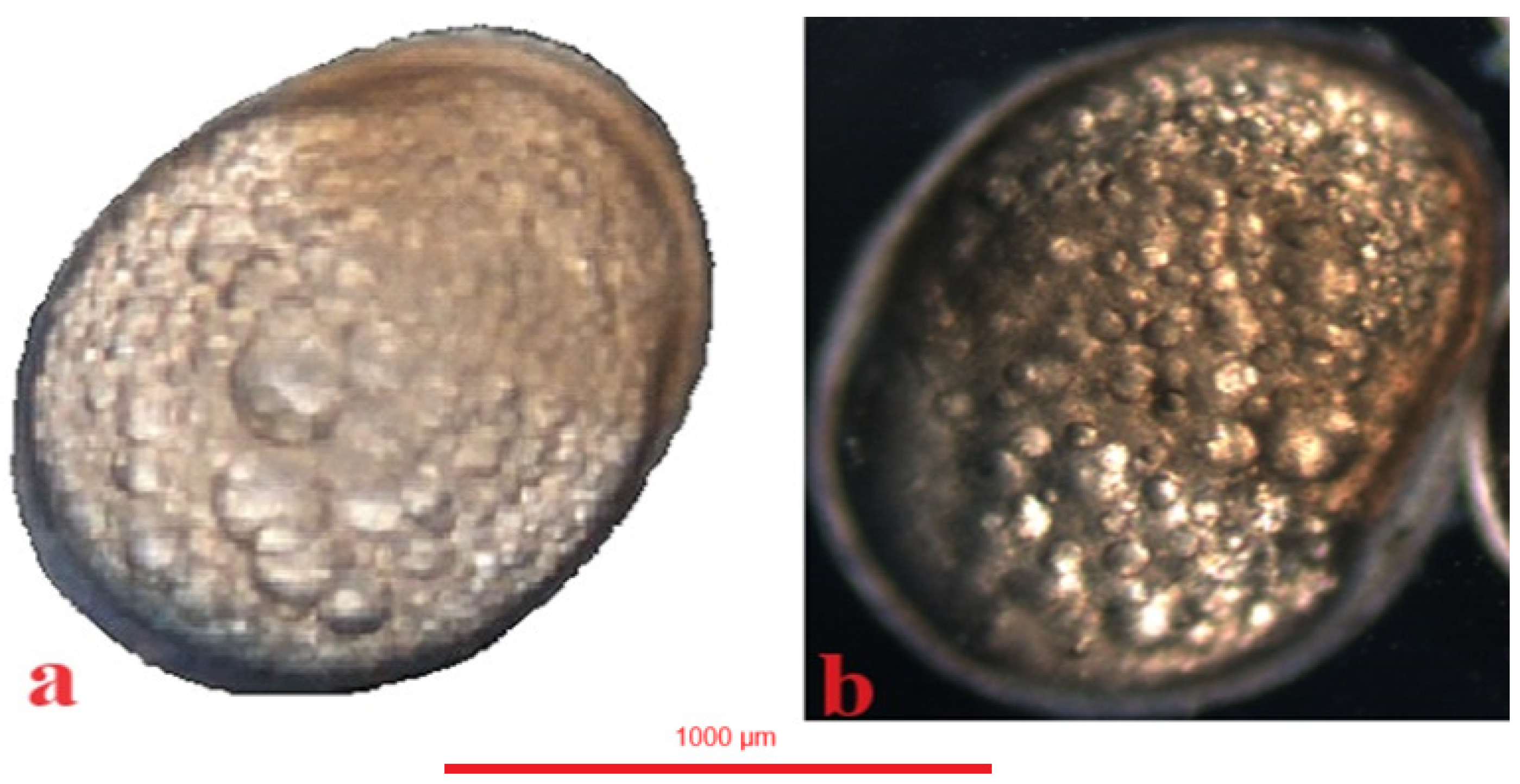 Animals 14 01238 g010