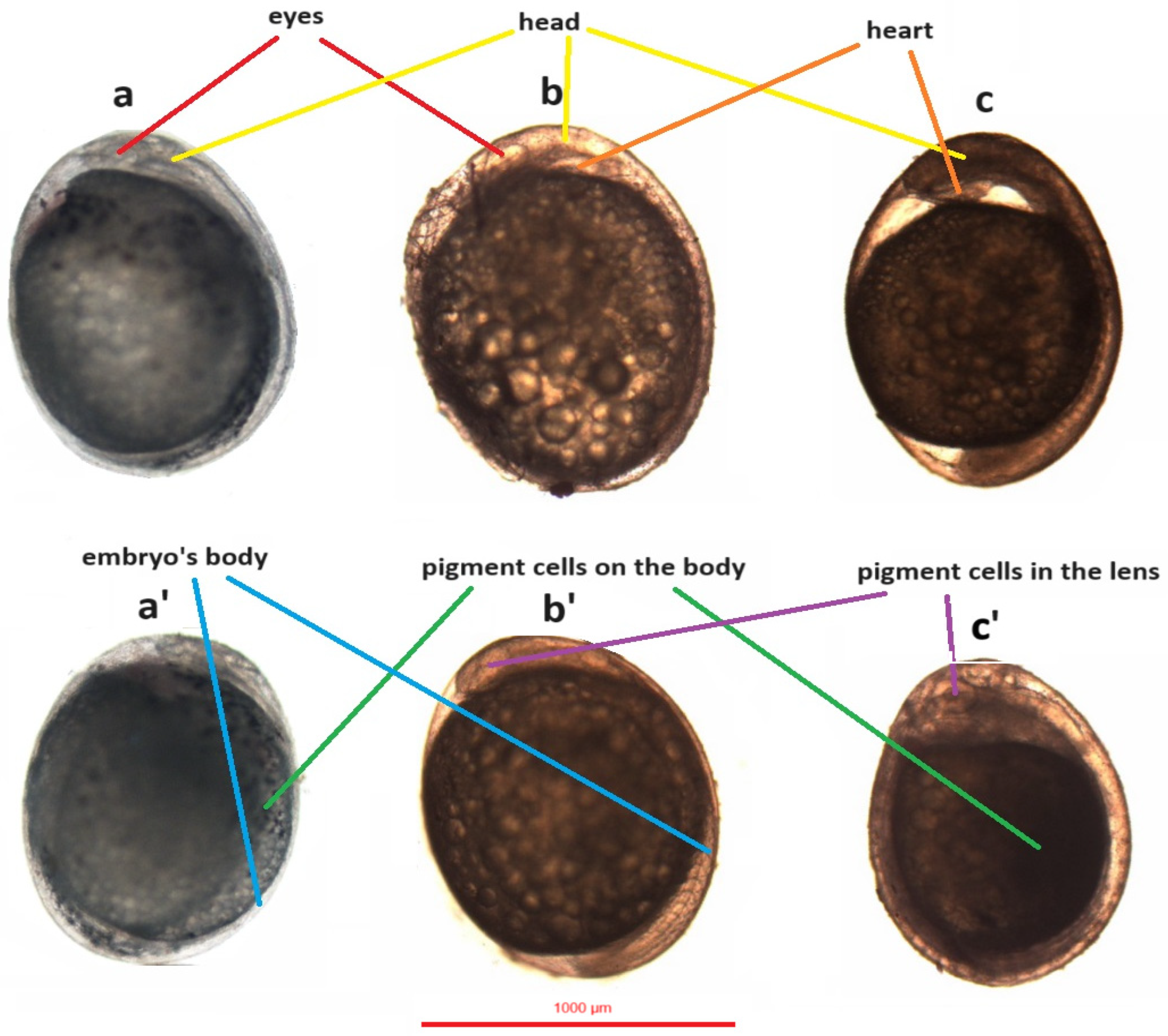 Animals 14 01238 g012