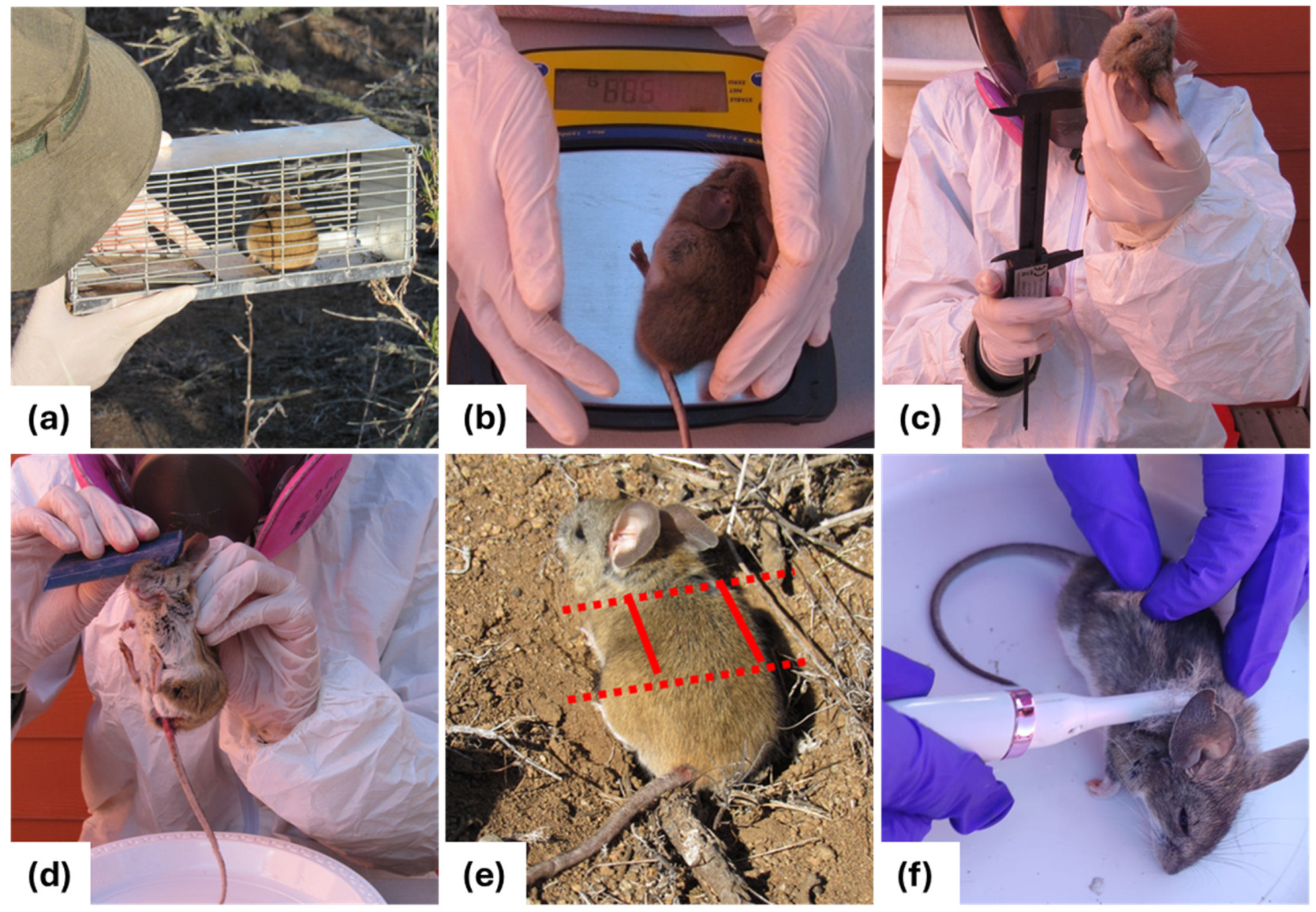 Animals 14 01260 g002 Animals 14 01260 g002