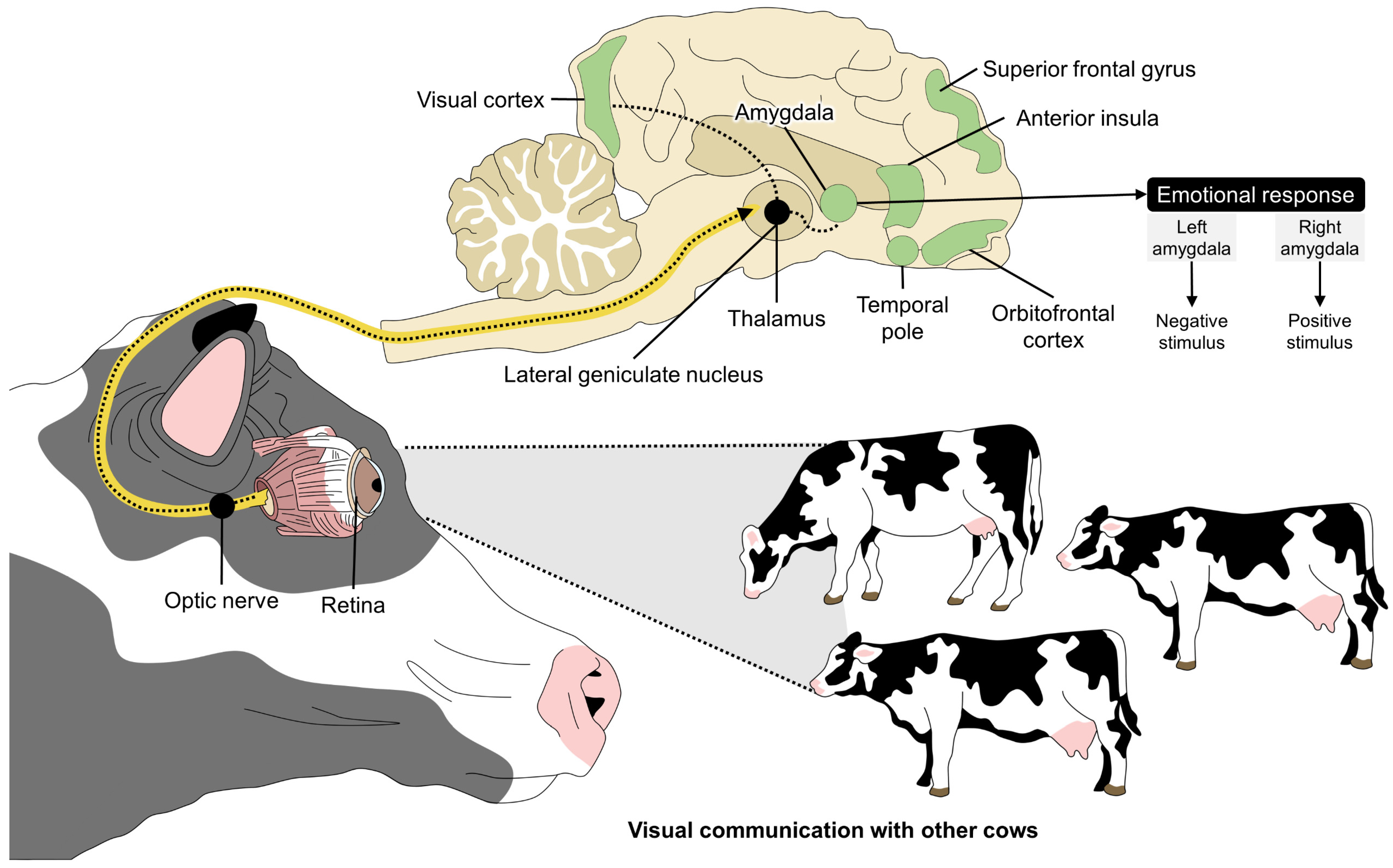 Animals 14 01265 g003