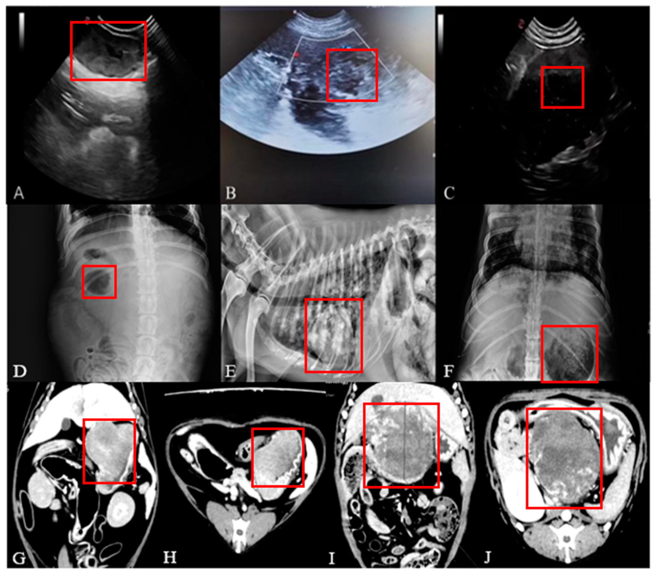 Animals 14 01272 g002