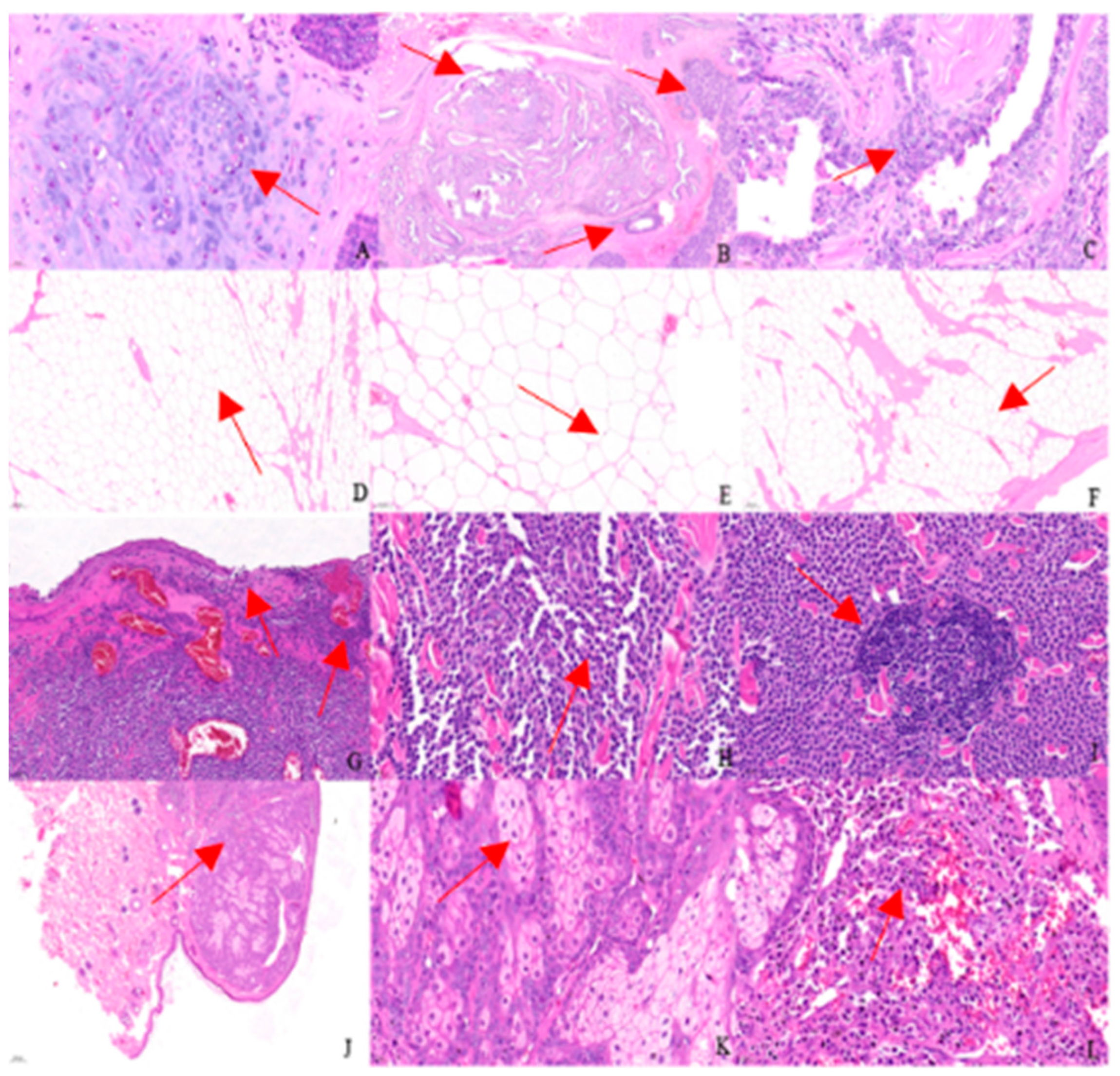 Animals 14 01272 g004