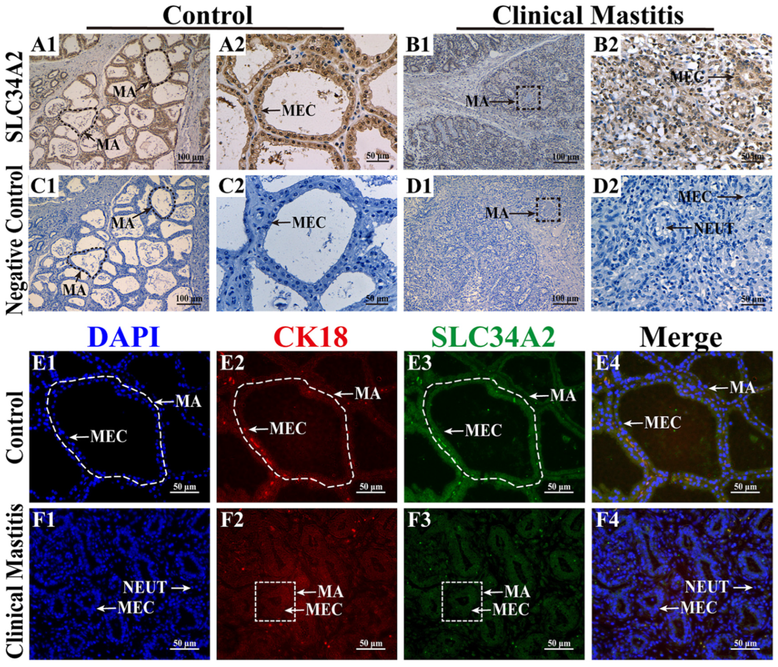 Animals 14 01275 g001