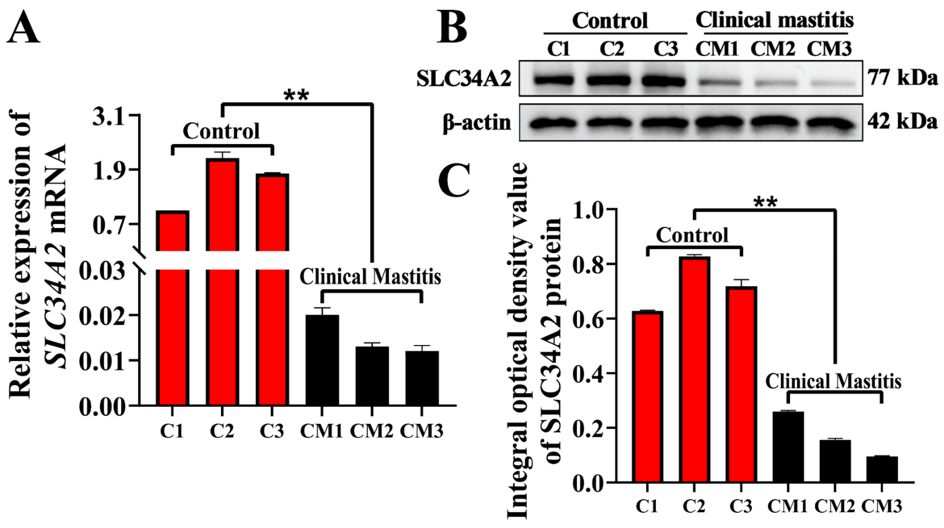 Animals 14 01275 g002