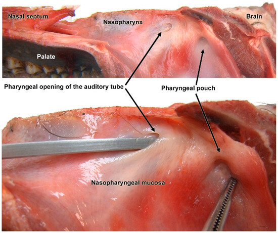 Animals 14 01297 g001