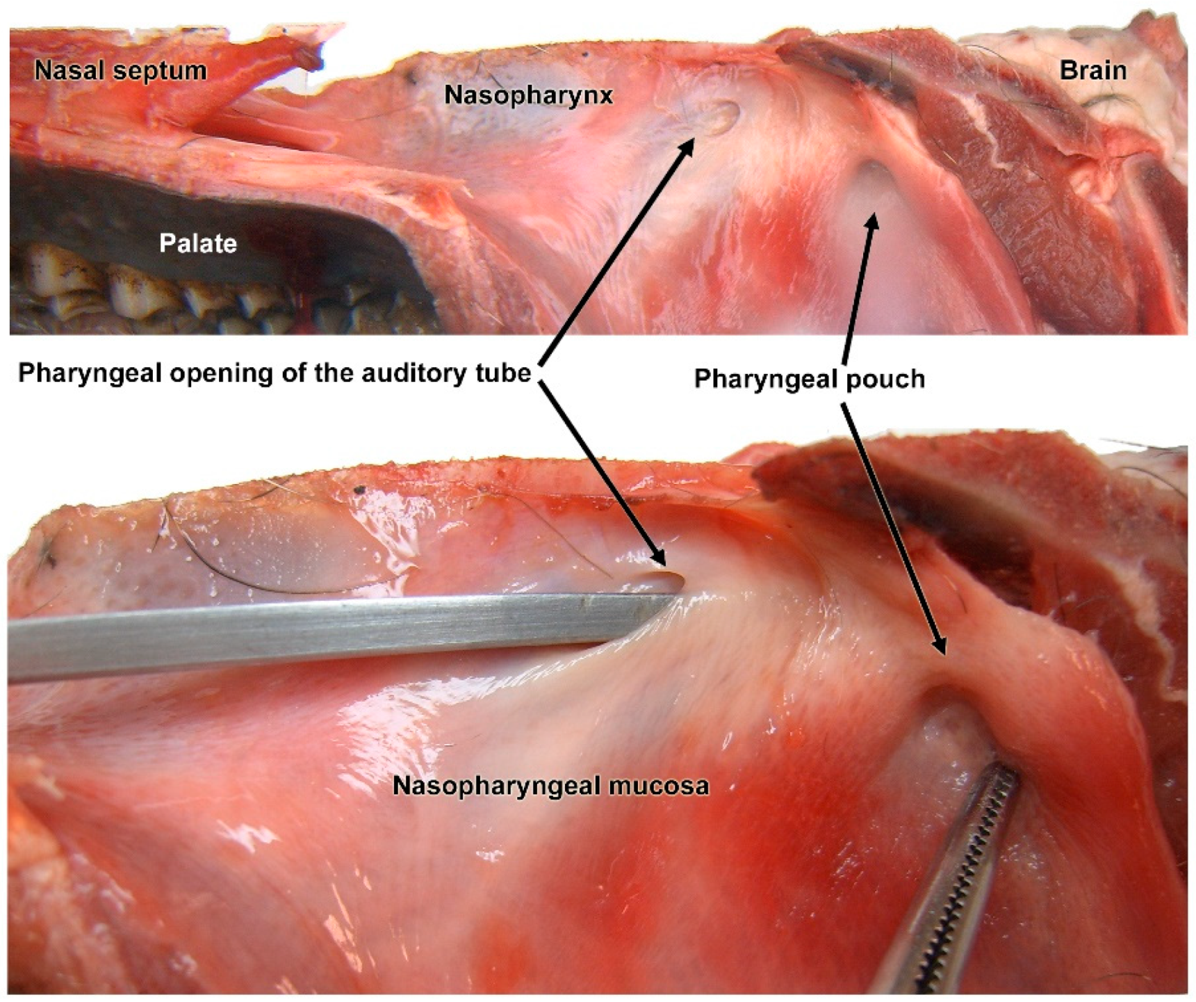 Animals 14 01297 g001